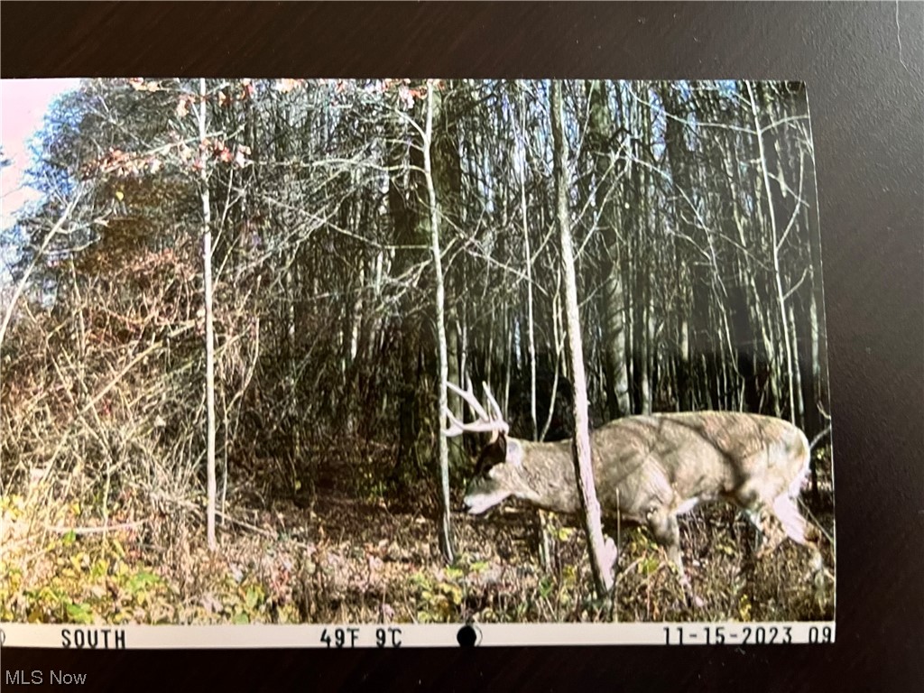 Carson Salt Springs Road Property Photo 4