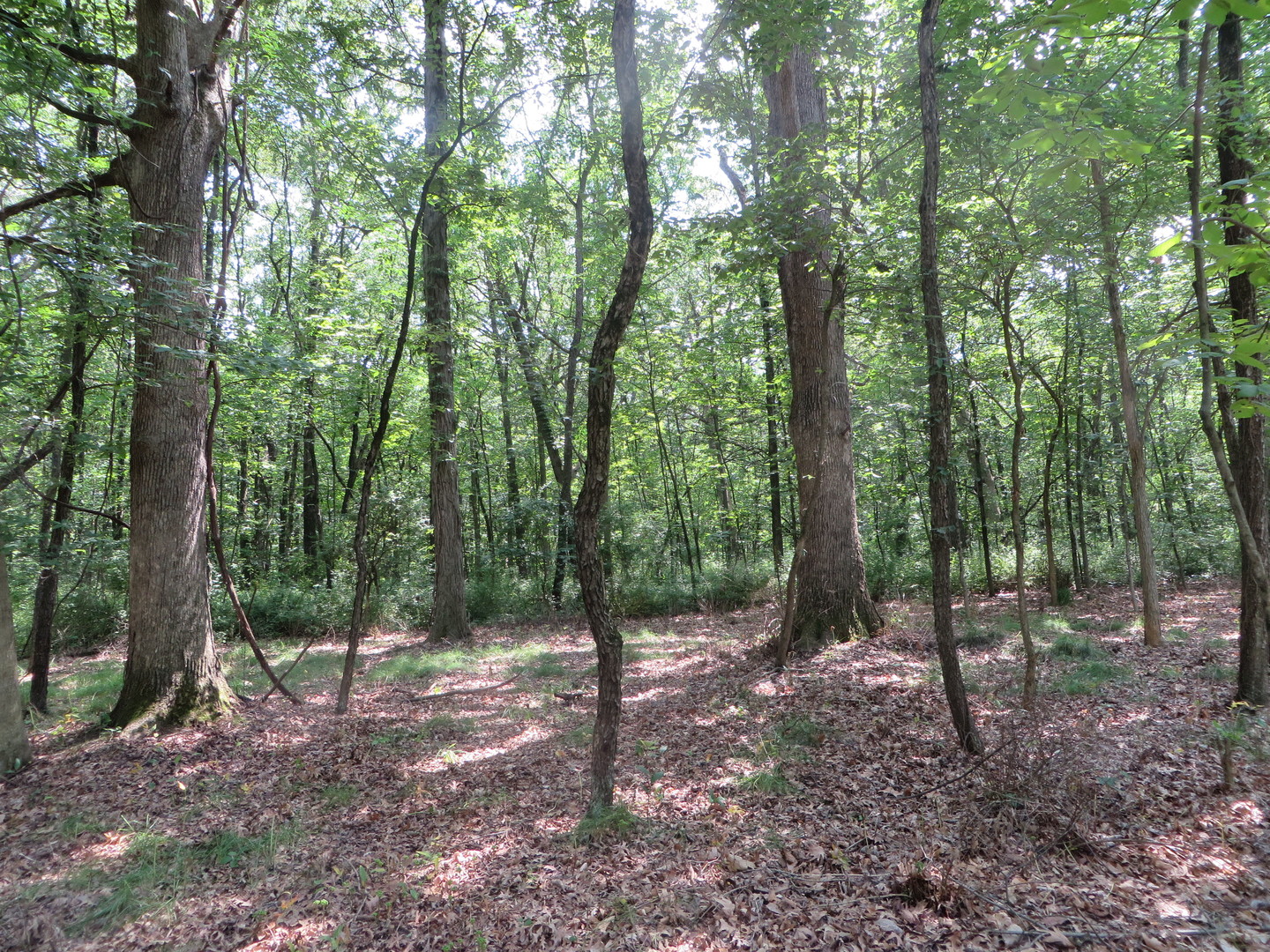 Lot 14 Six Mile Grove Property Photo 4