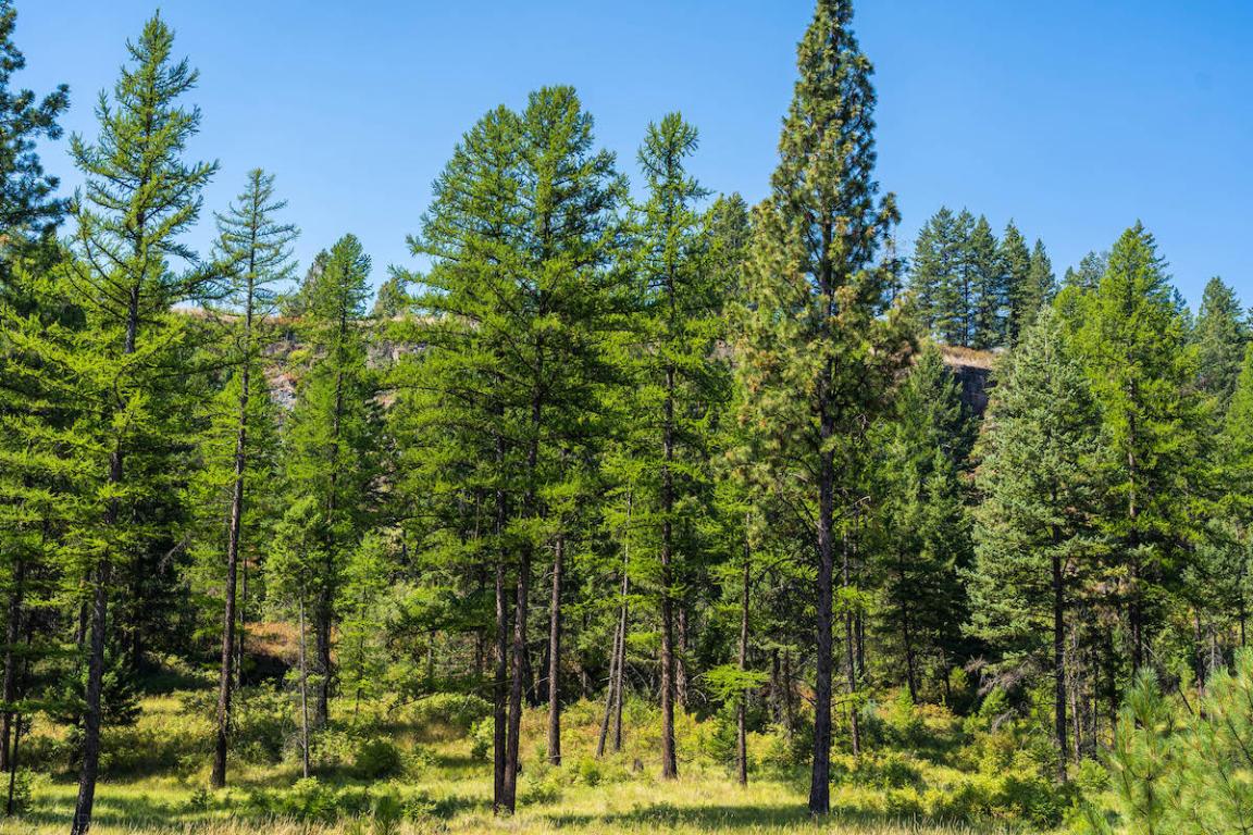 6870 Us Hwy 93 S Property Photo 25