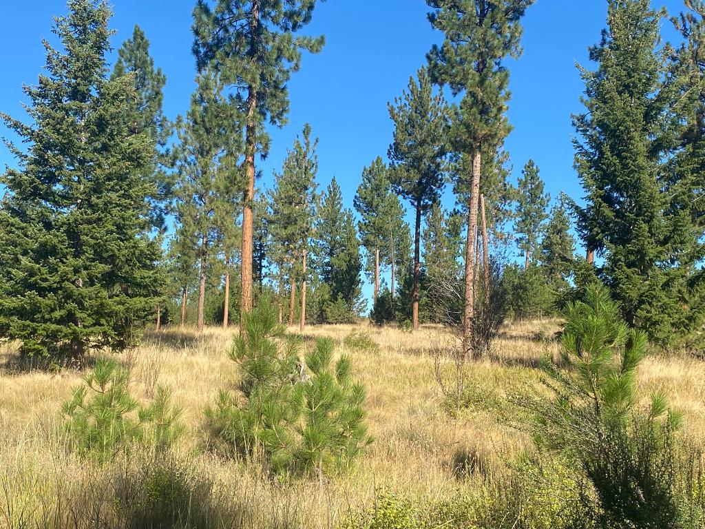 Lot 40 Bighorn Bluff Loop Property Photo 3