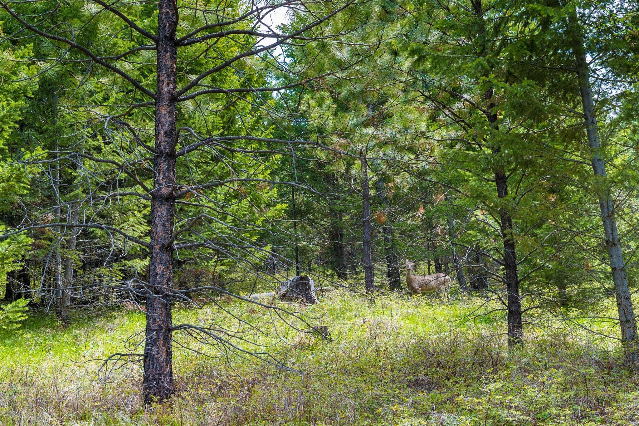 Nhn Coon Hollow Road Property Photo 33
