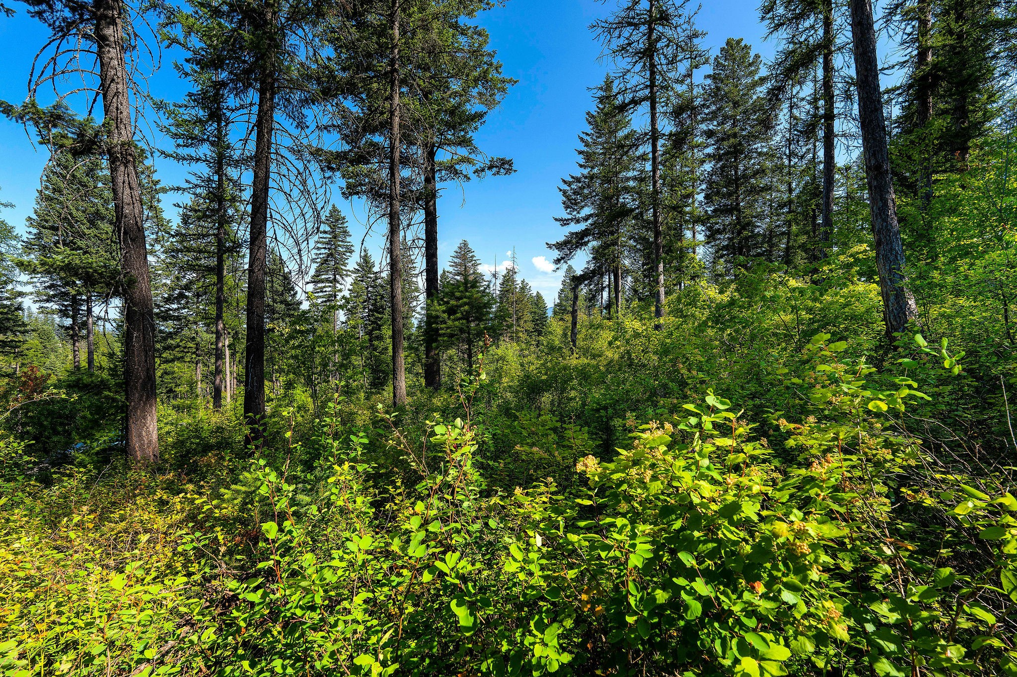 631 Saddlehorn Trail Property Photo 31