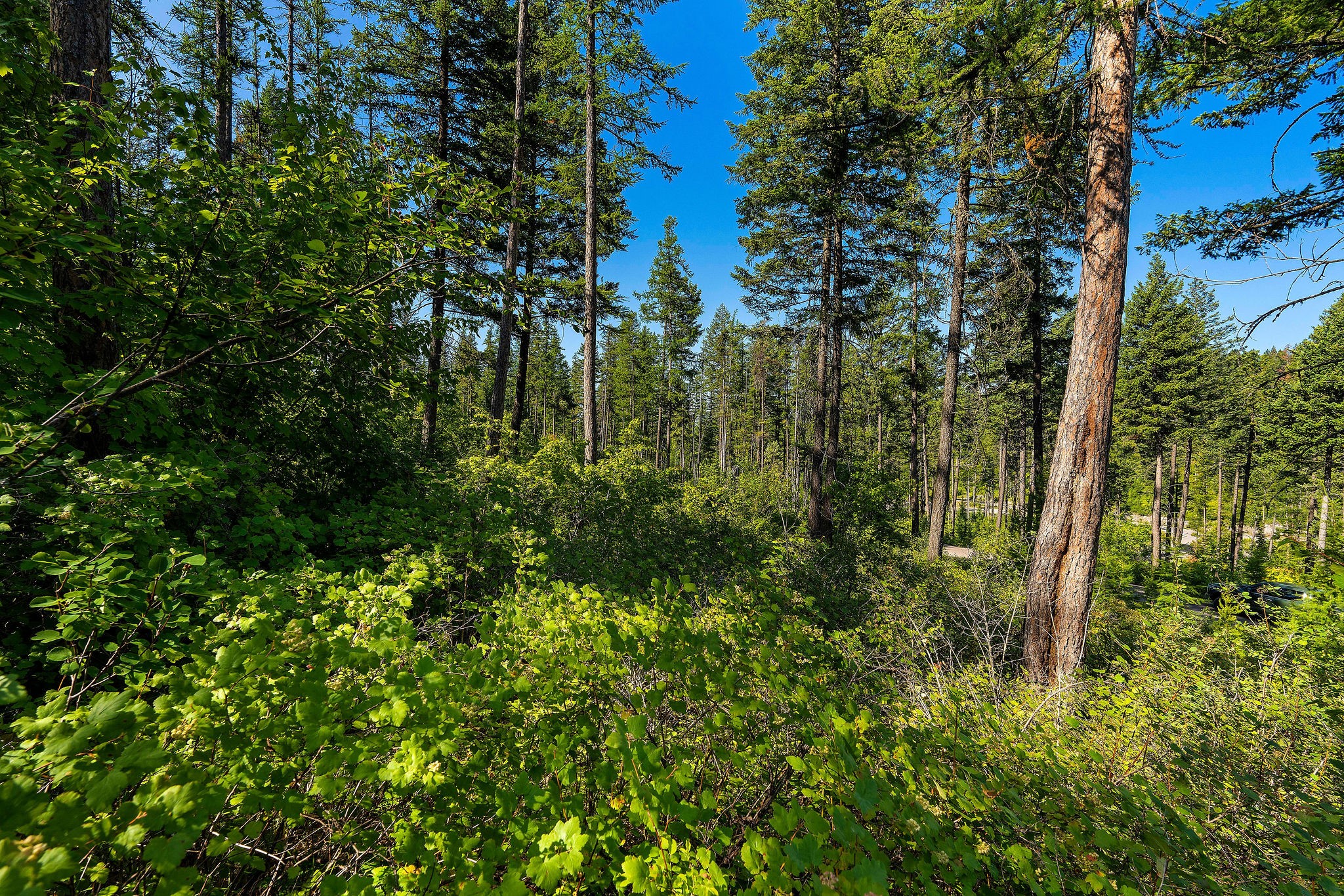 631 Saddlehorn Trail Property Photo 32