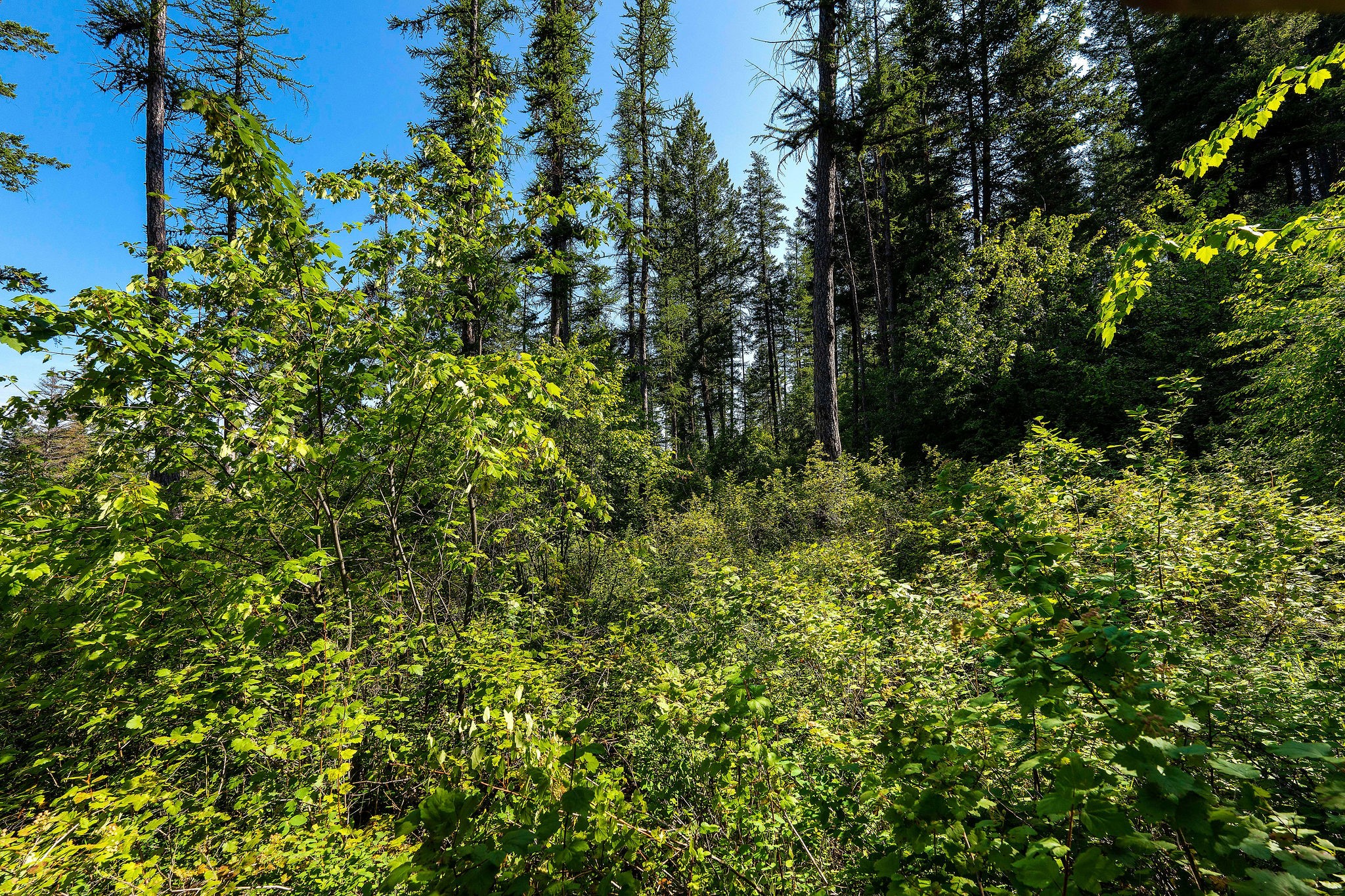 631 Saddlehorn Trail Property Photo 33