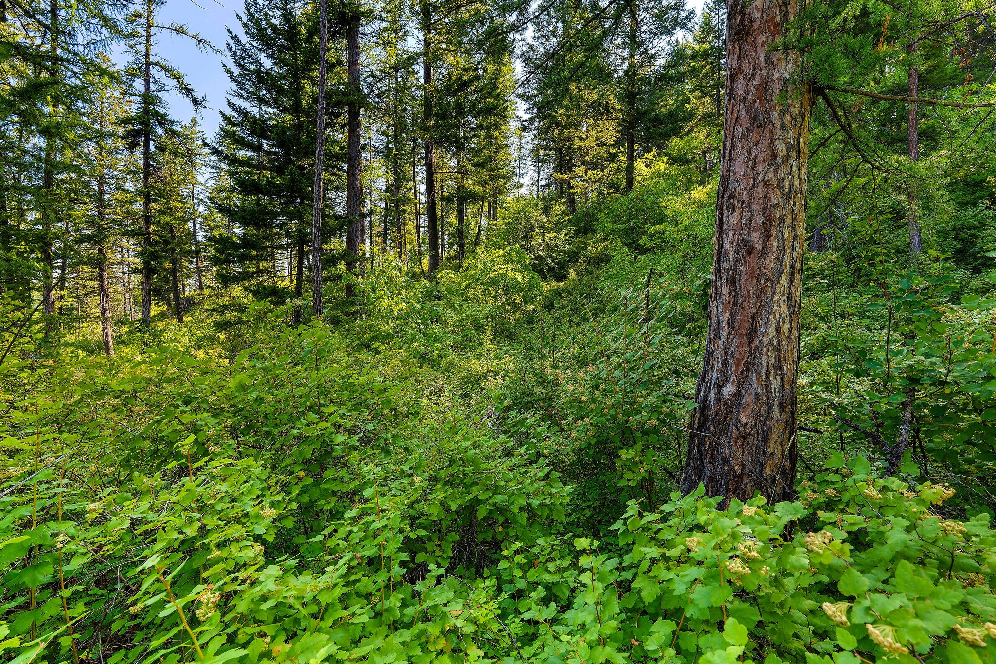 631 Saddlehorn Trail Property Photo 34