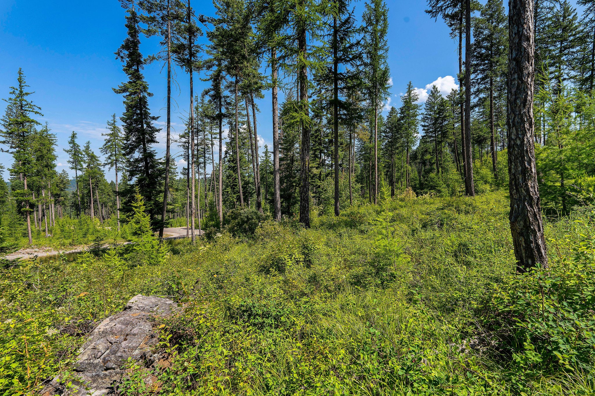 246 Trading Post Trail Property Photo 32