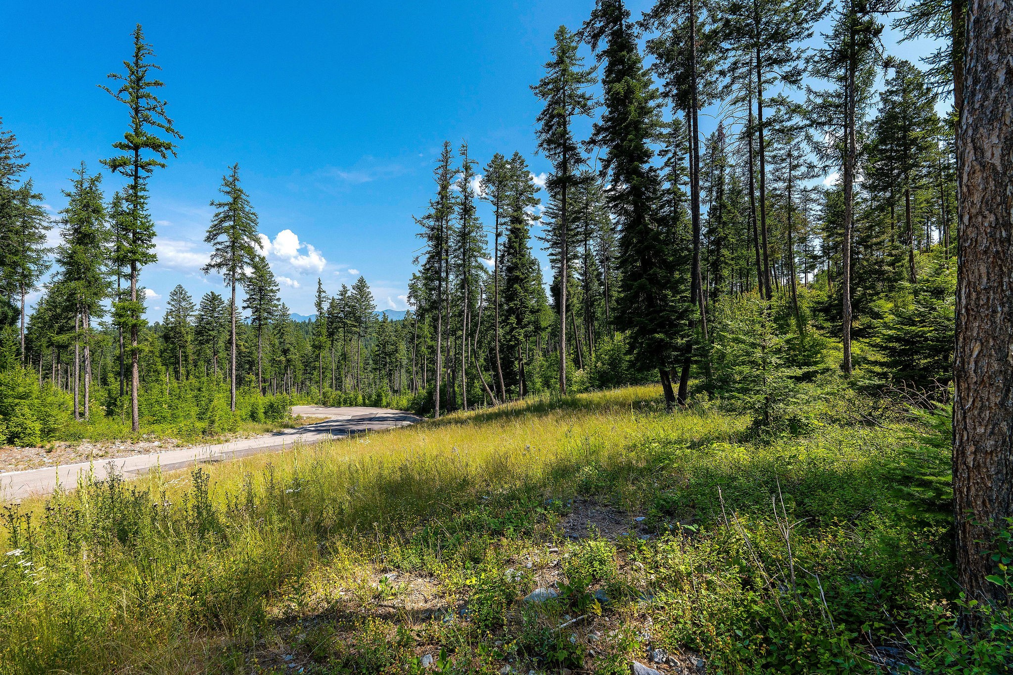 246 Trading Post Trail Property Photo 33