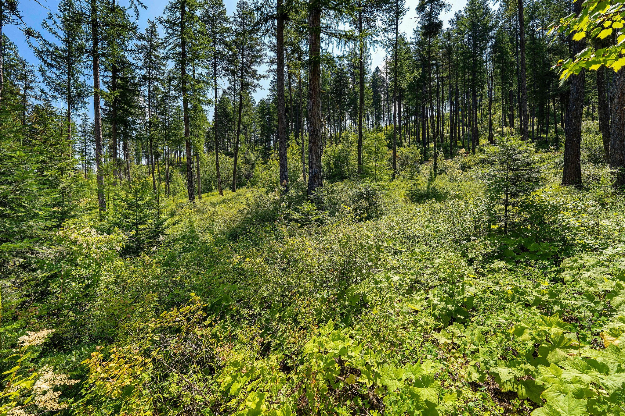 246 Trading Post Trail Property Photo 35