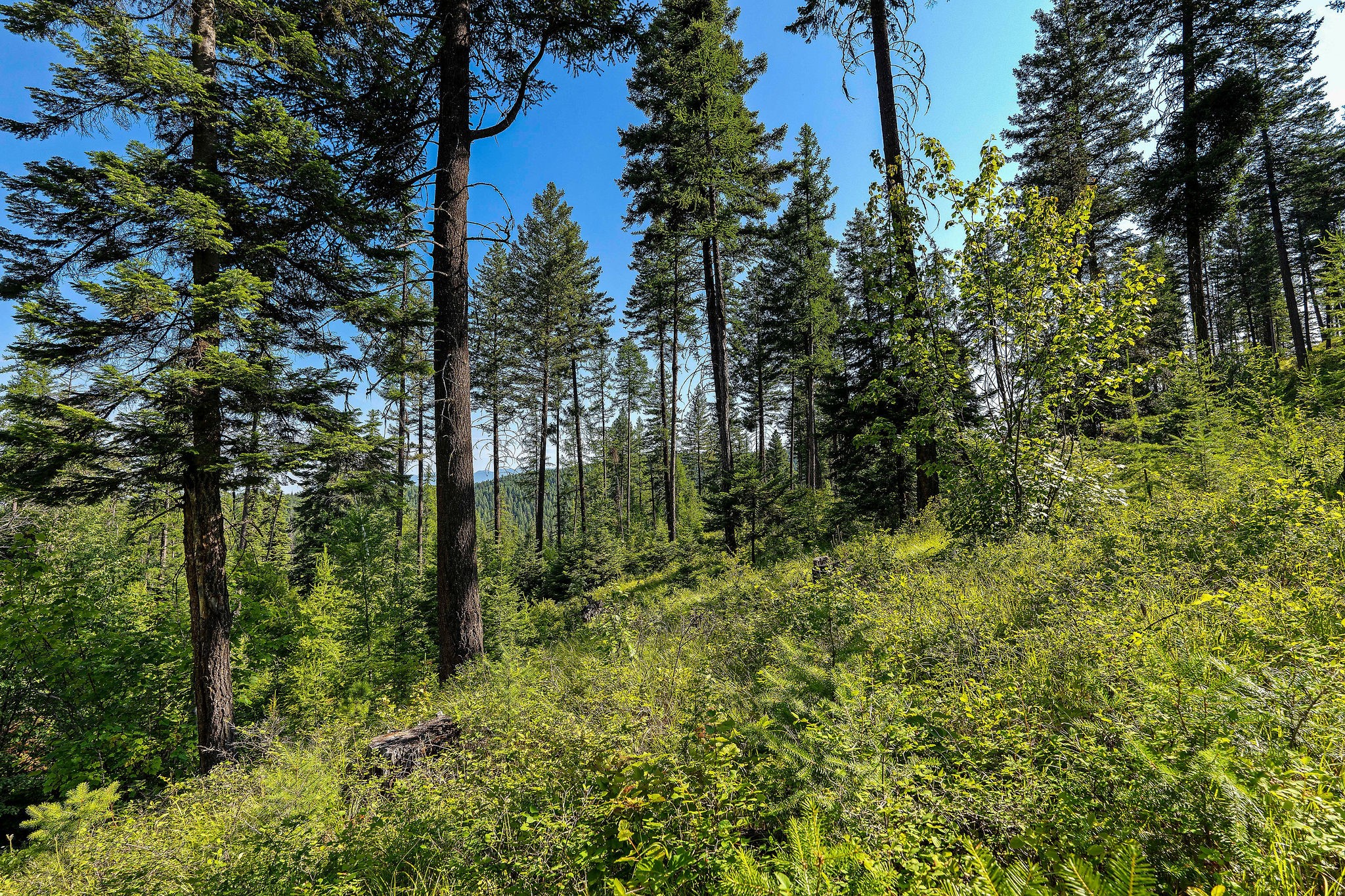 151 Timberjack Trail Property Photo 33