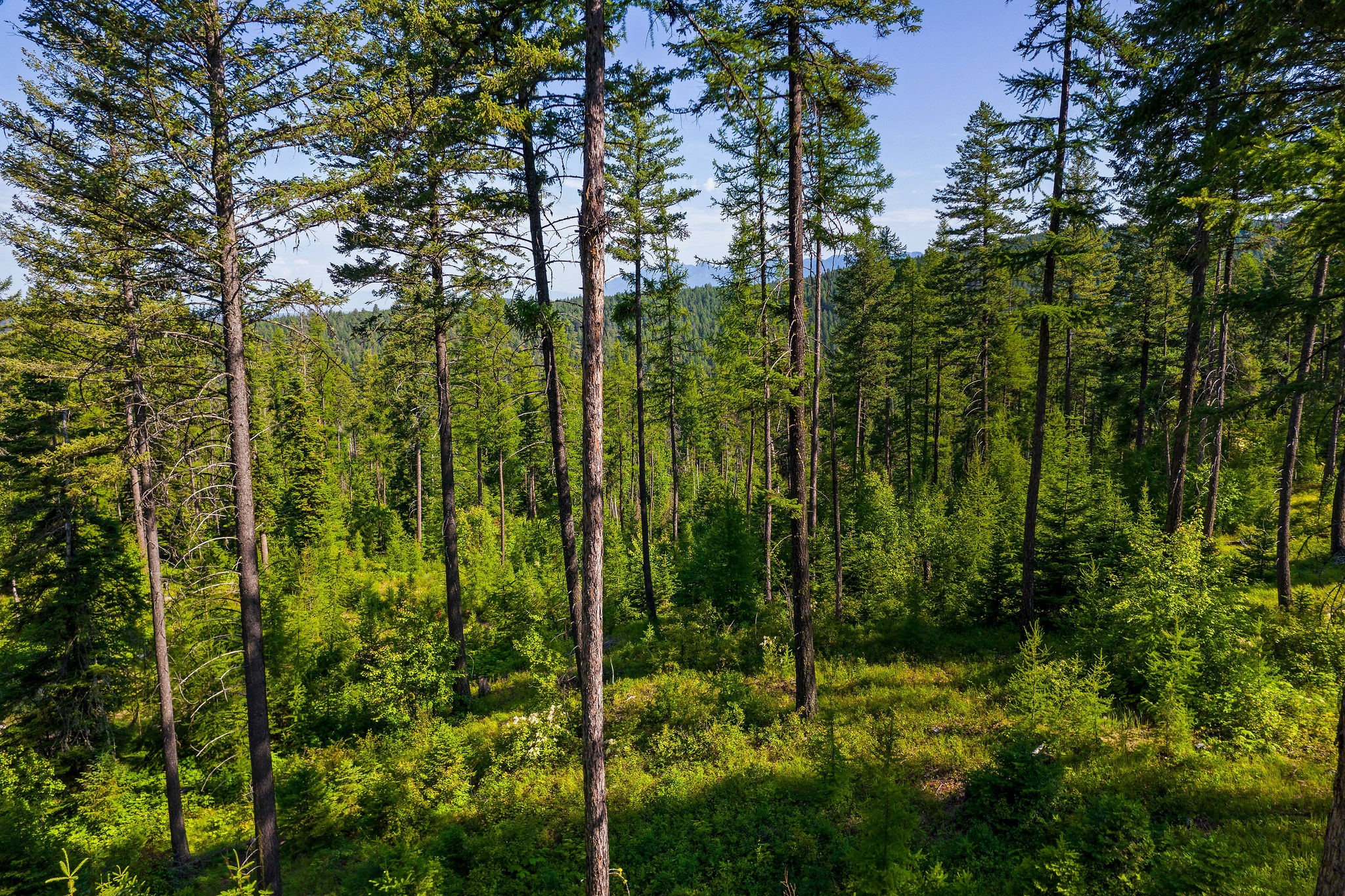 151 Timberjack Trail Property Photo 39