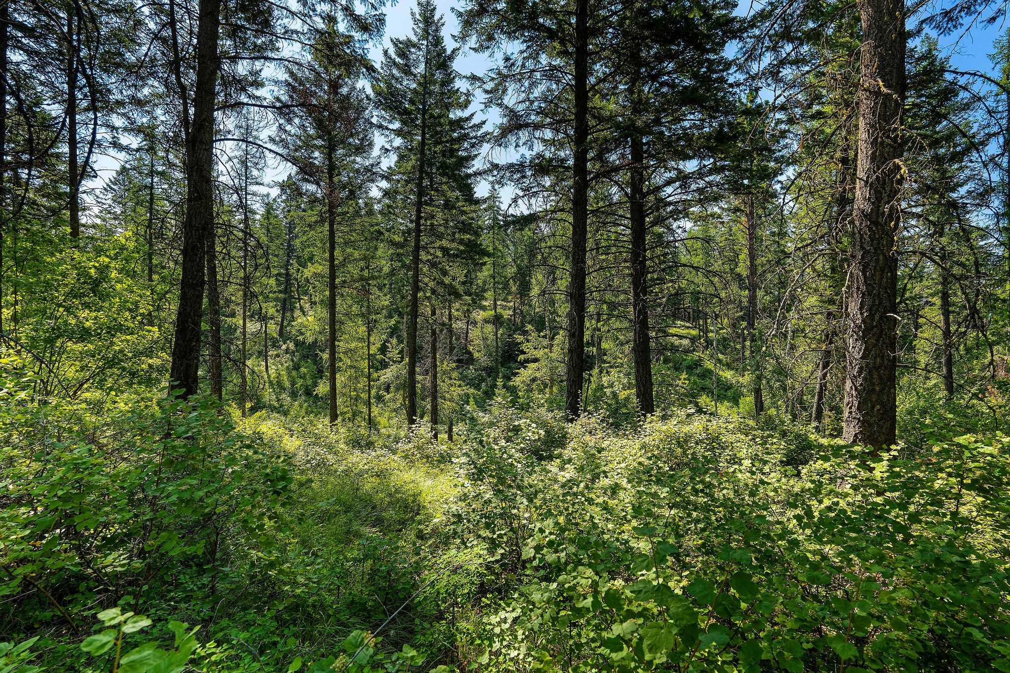 183 Pinto Trail Property Photo 32