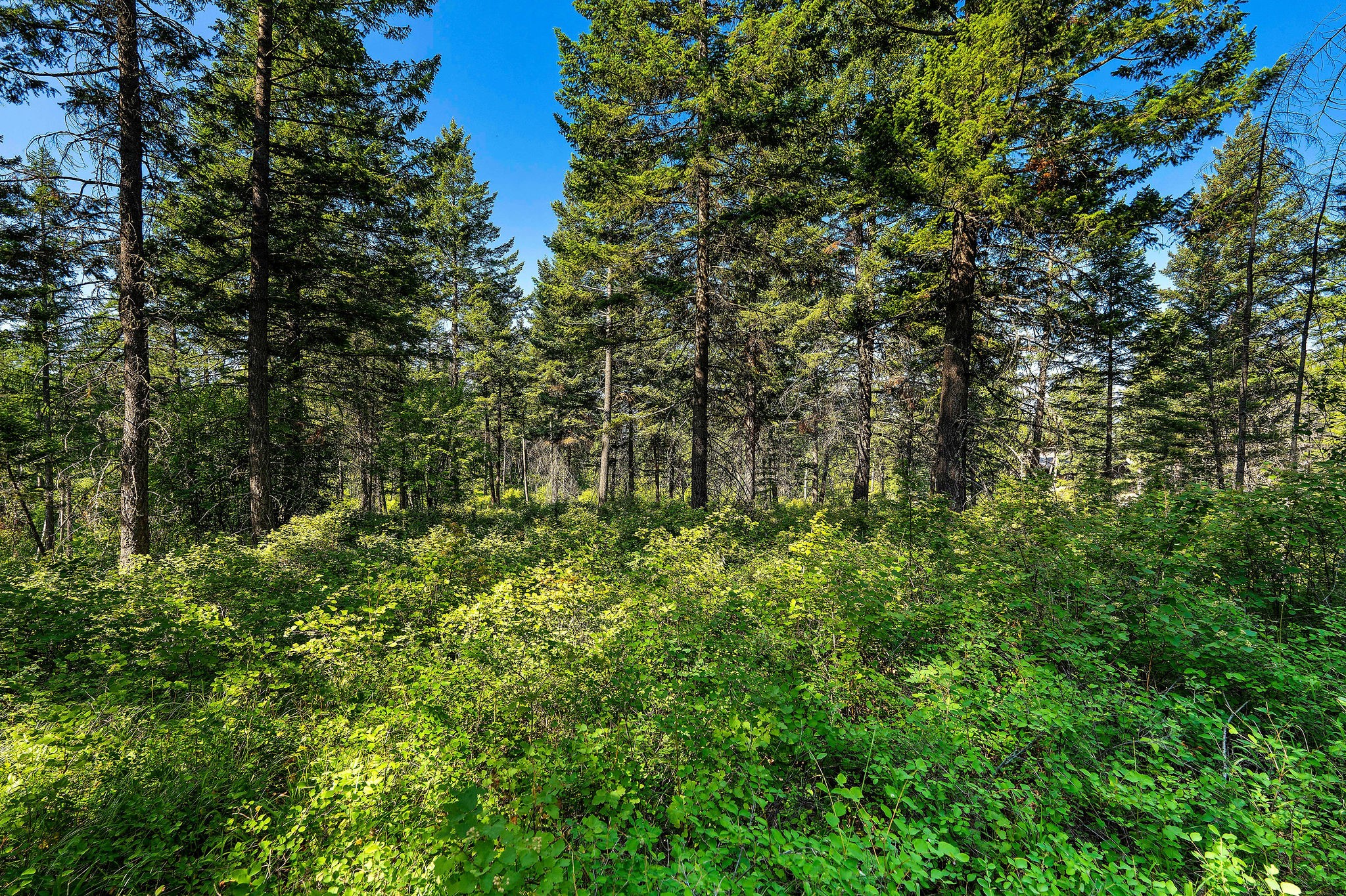 183 Pinto Trail Property Photo 34