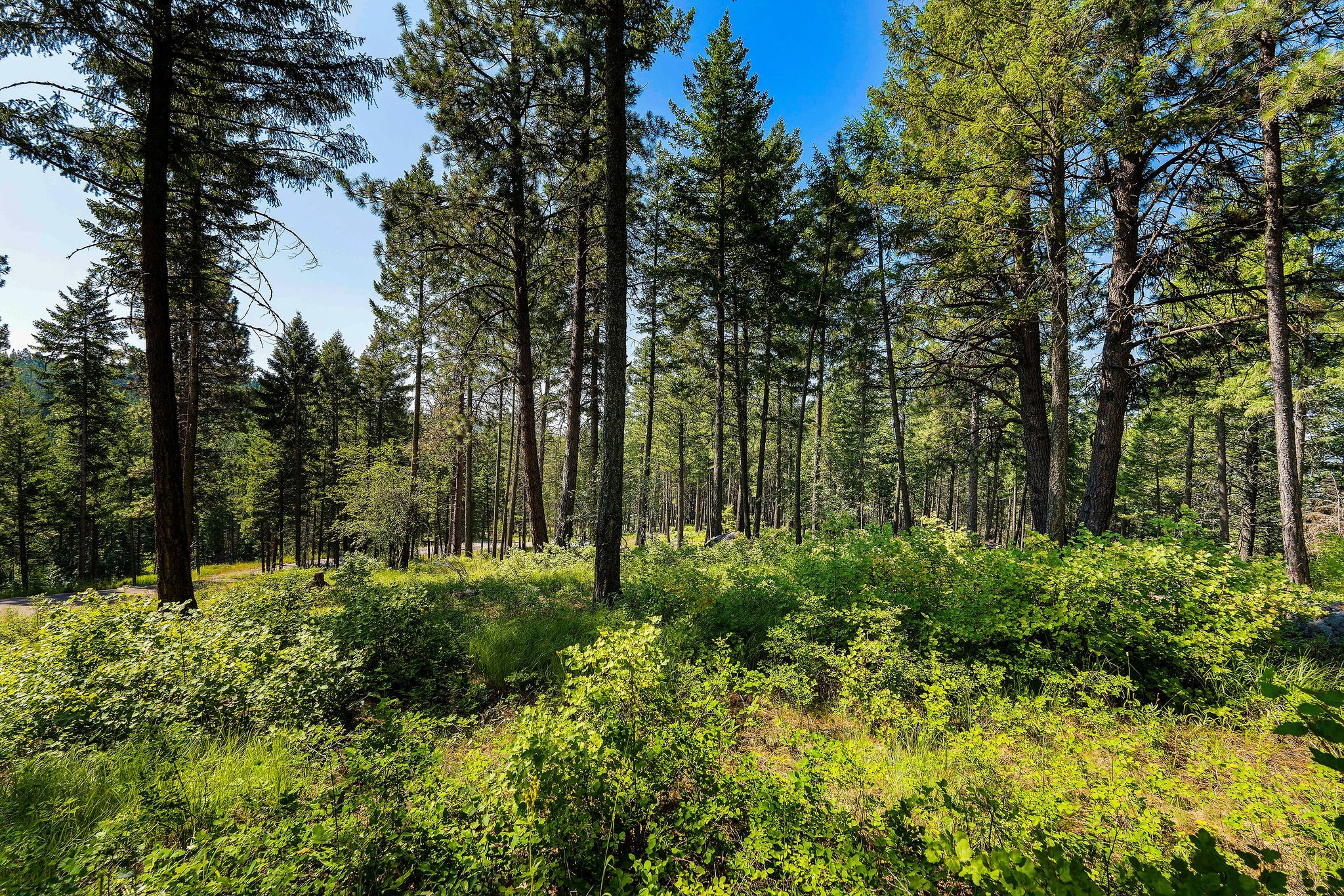 357 Chief Cliff Trail Property Photo 34