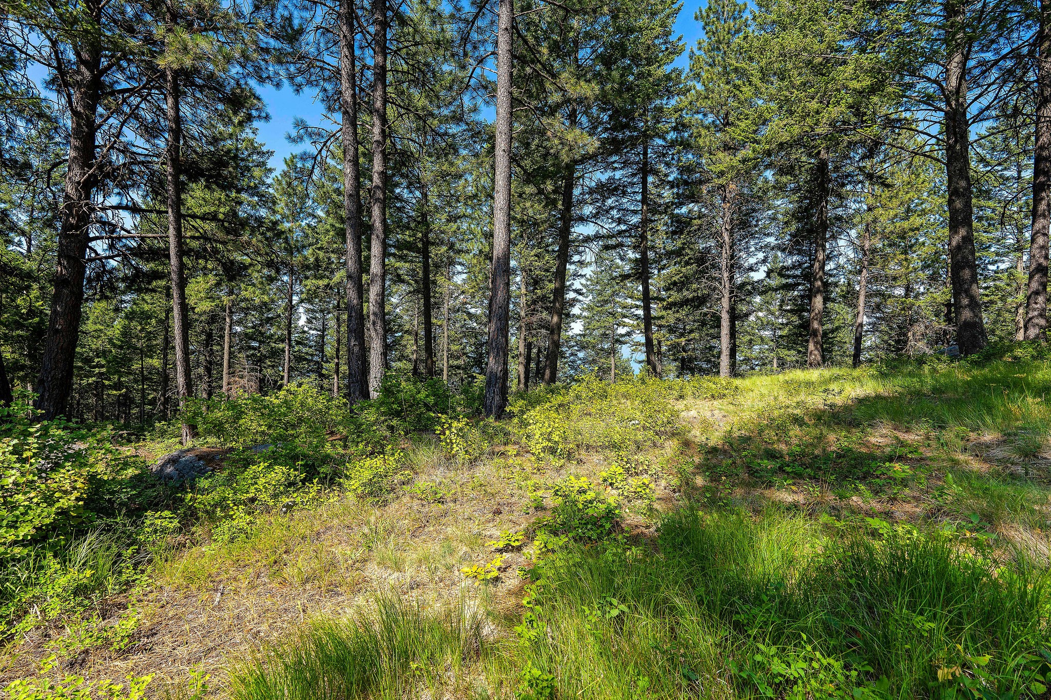 357 Chief Cliff Trail Property Photo 35