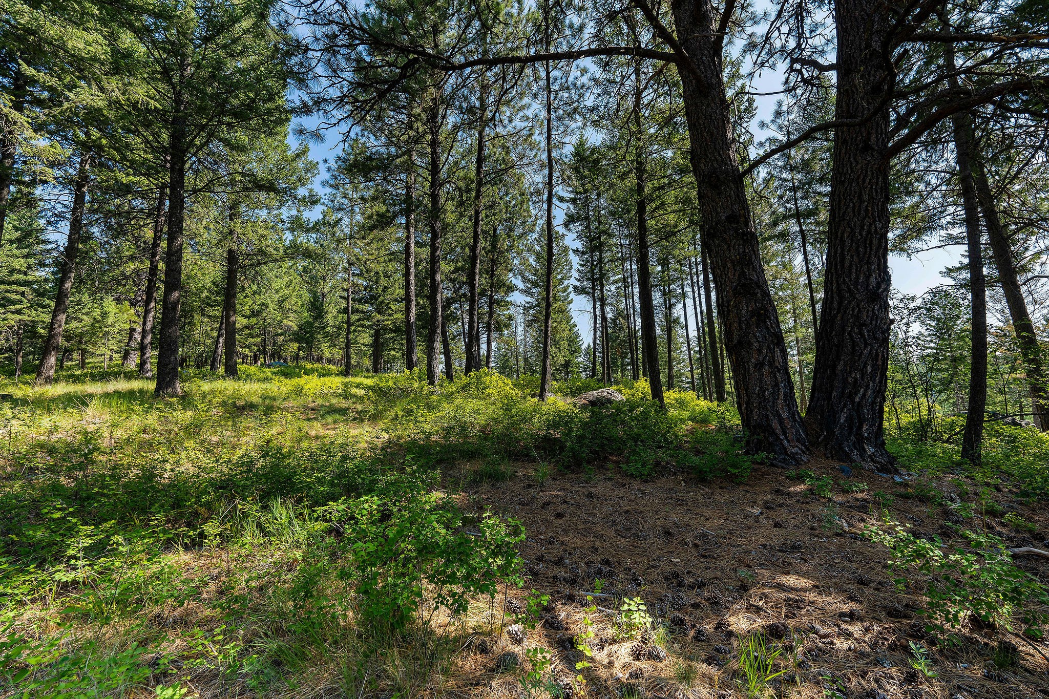 357 Chief Cliff Trail Property Photo 36