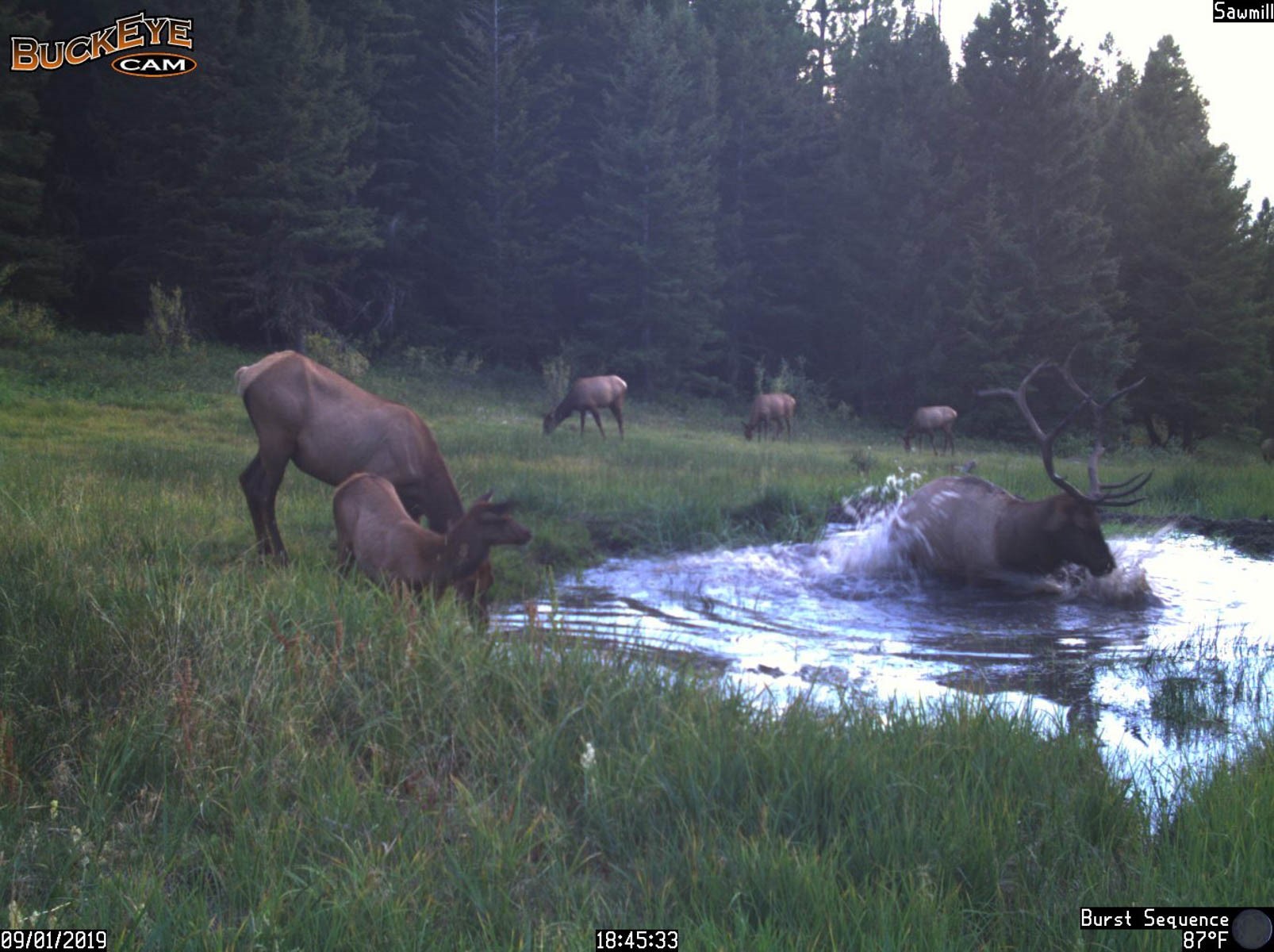 3689 Corley Gulch Road Property Photo 81