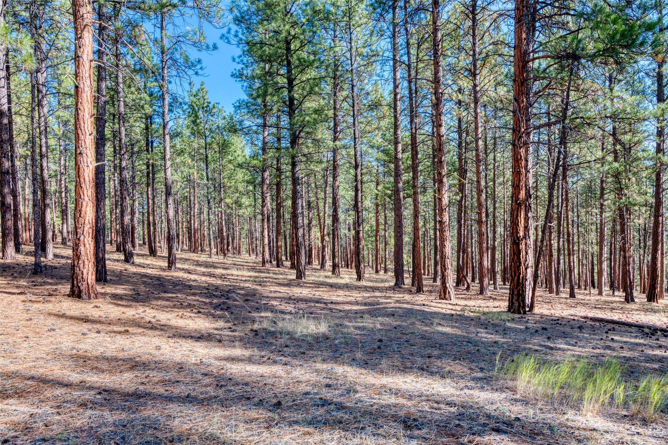 1334 Burr Ridge Road Property Photo 57