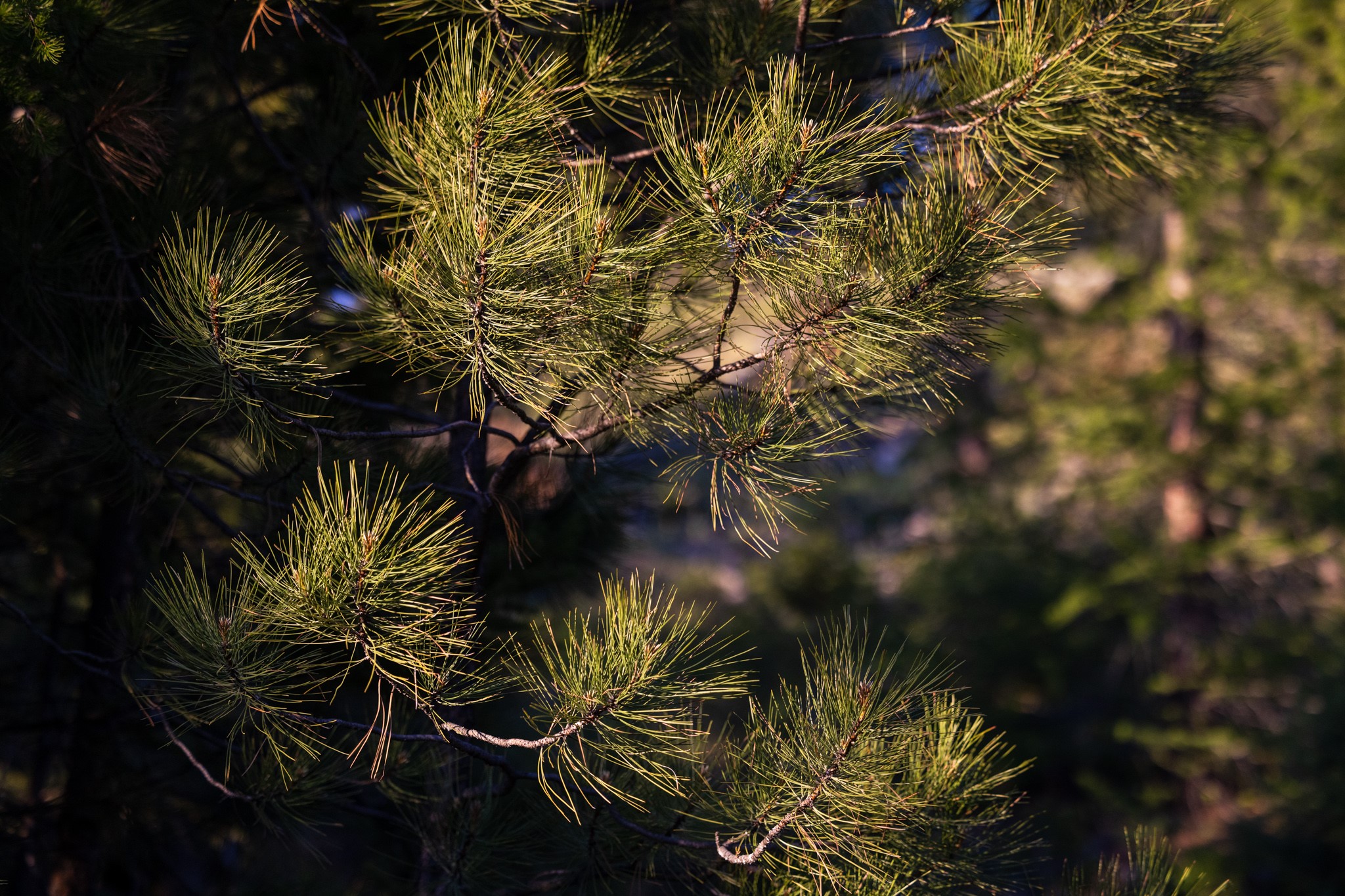 Coon Hollow Retreat Property Photo 16