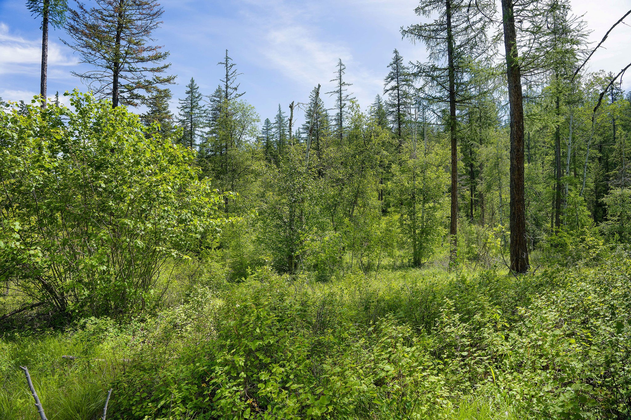 477 Chief Cliff Trail Property Photo 4