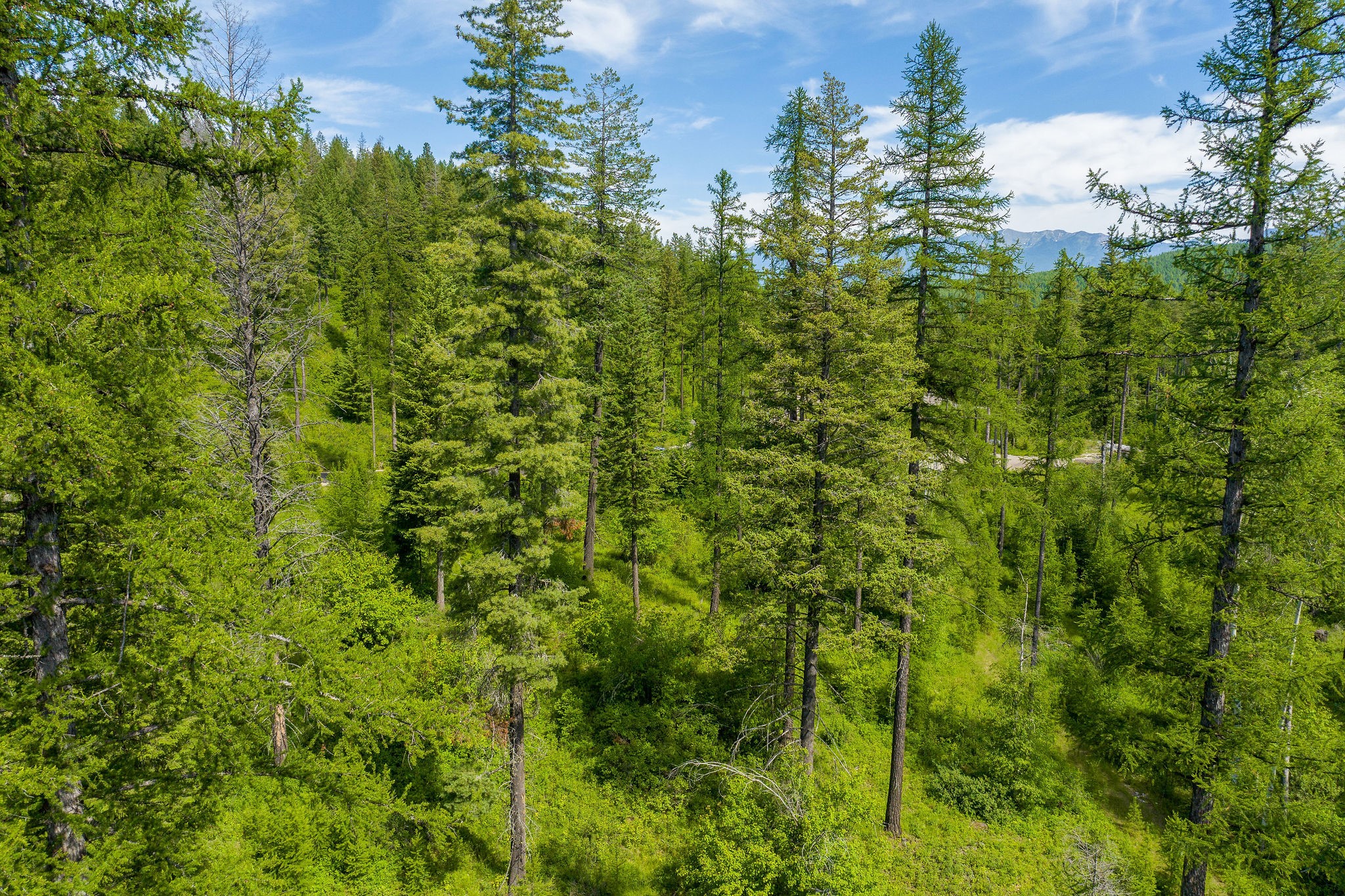 477 Chief Cliff Trail Property Photo 9
