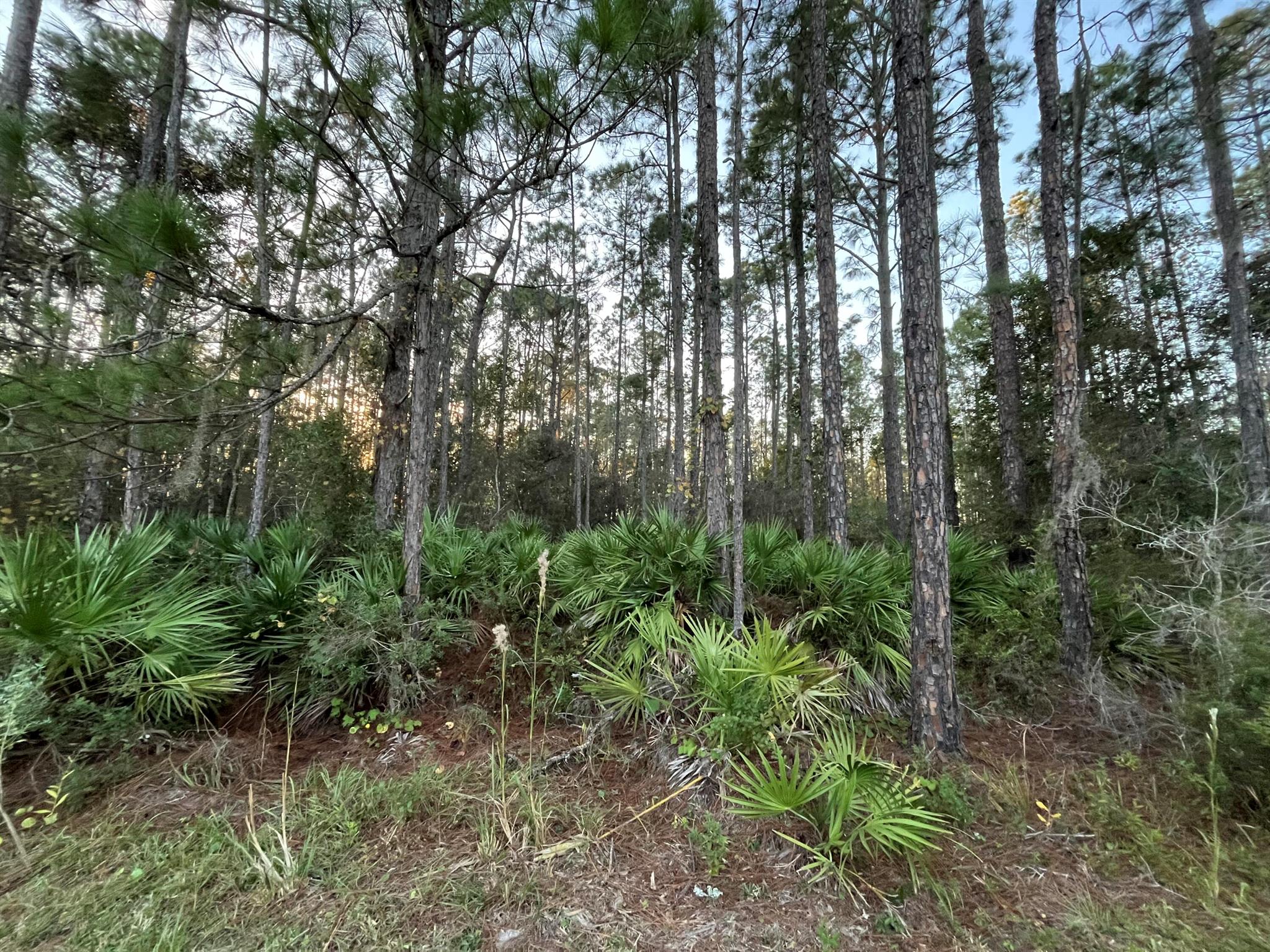 Tbd Royal Avenue Property Photo 5