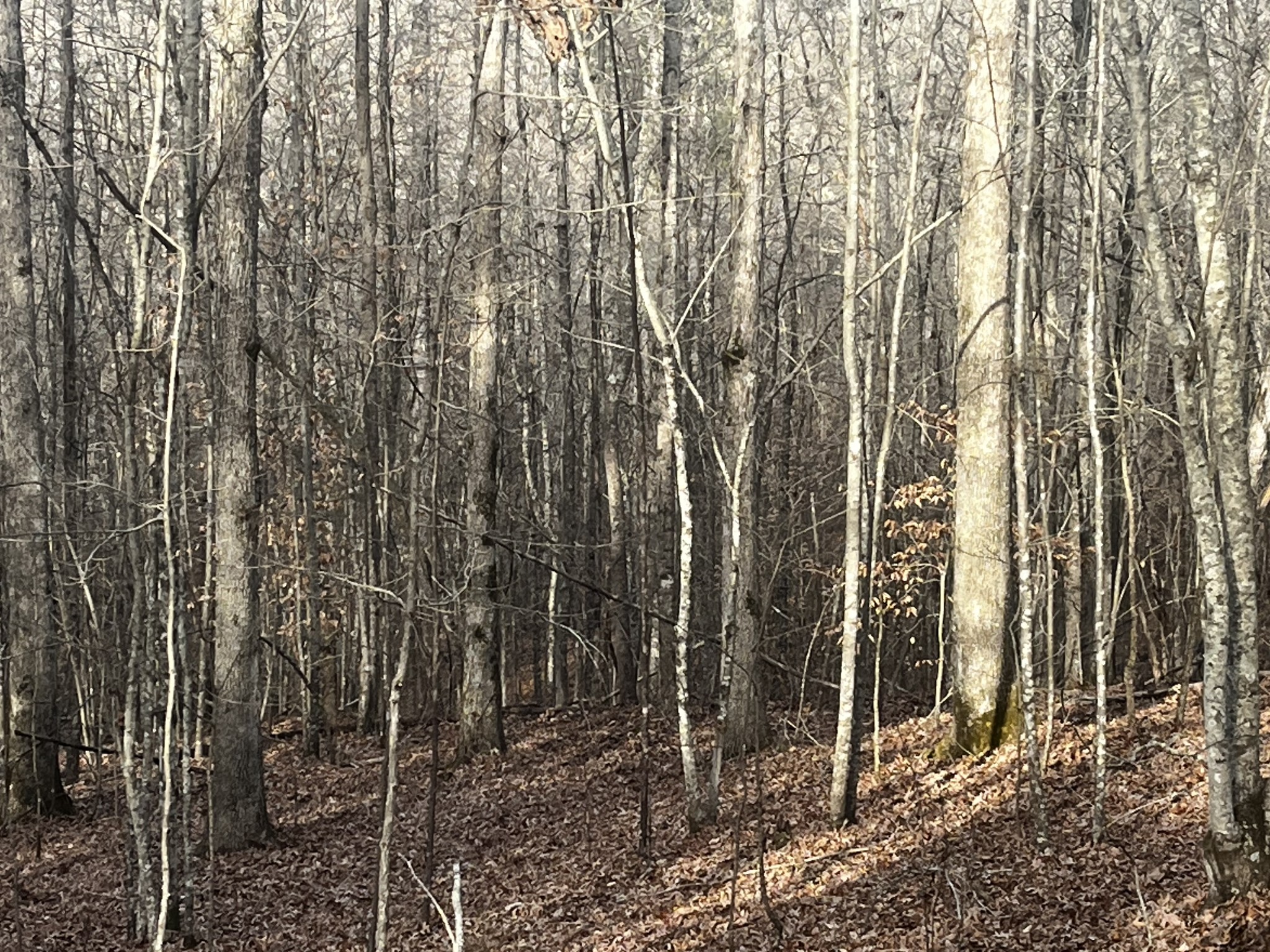1 Old State Hwy 69 Property Photo 5