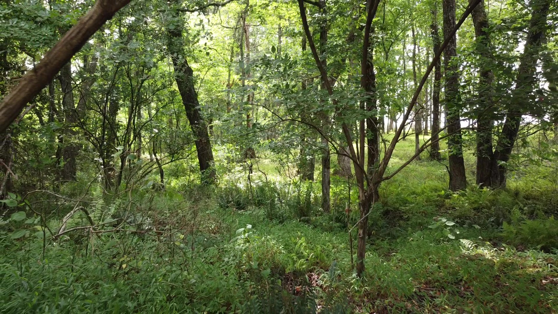 0 Bridle Trail Property Photo 5