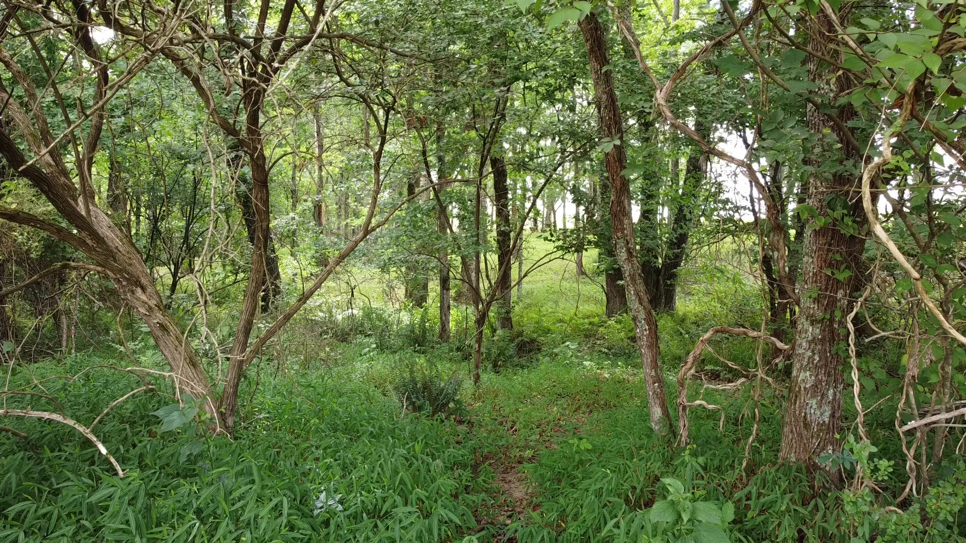 0 Bridle Trail Property Photo 6