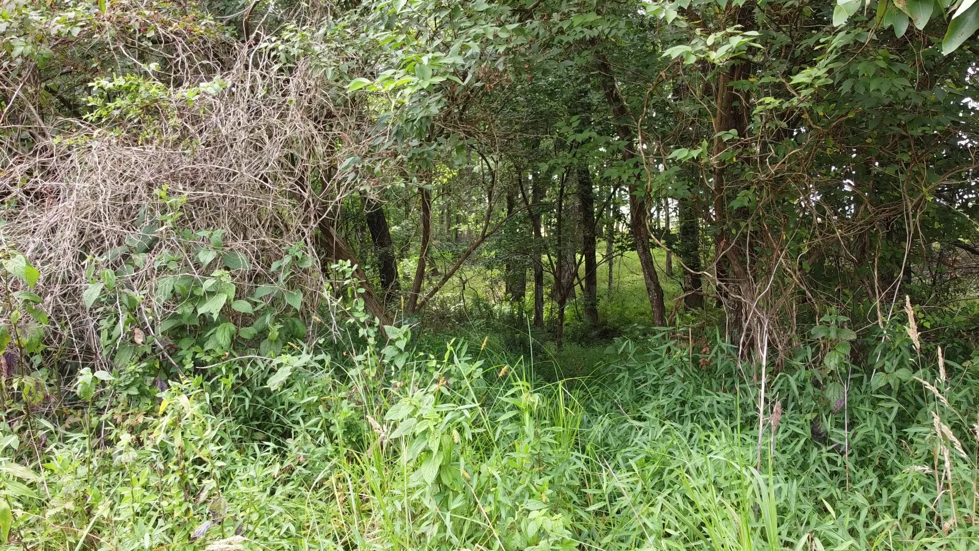 0 Bridle Trail Property Photo 7
