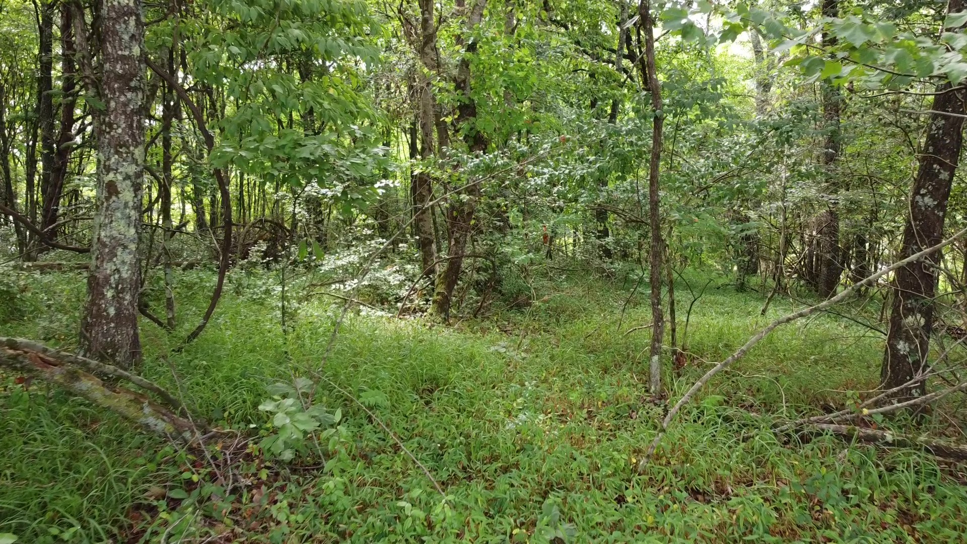 0 Bridle Trail Property Photo 14