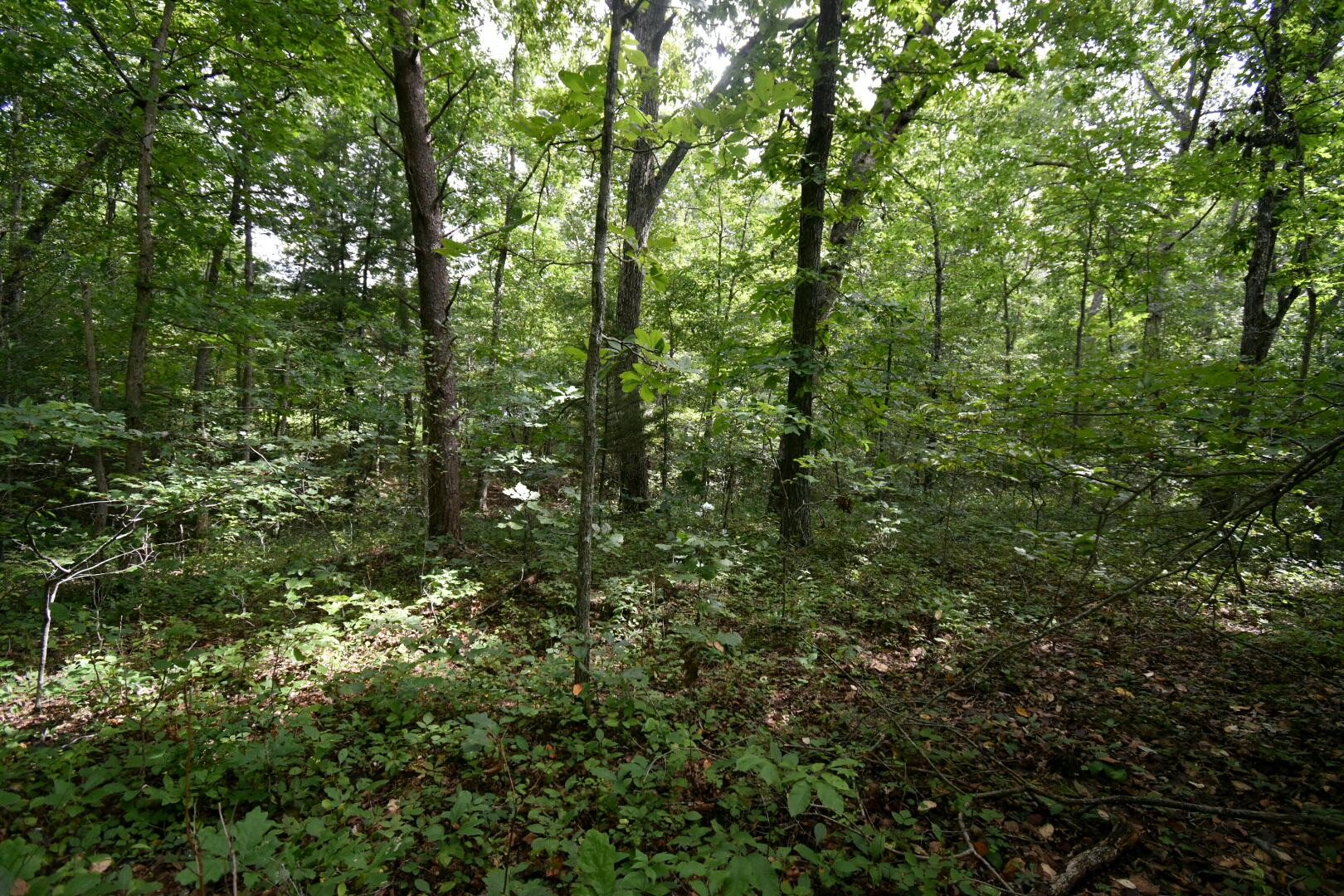 2105 Black Wolf Drive Property Photo 8