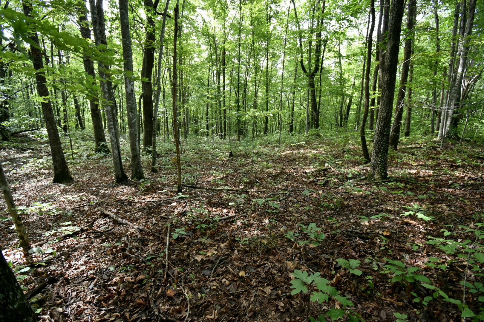 2105 Black Wolf Drive Property Photo 9