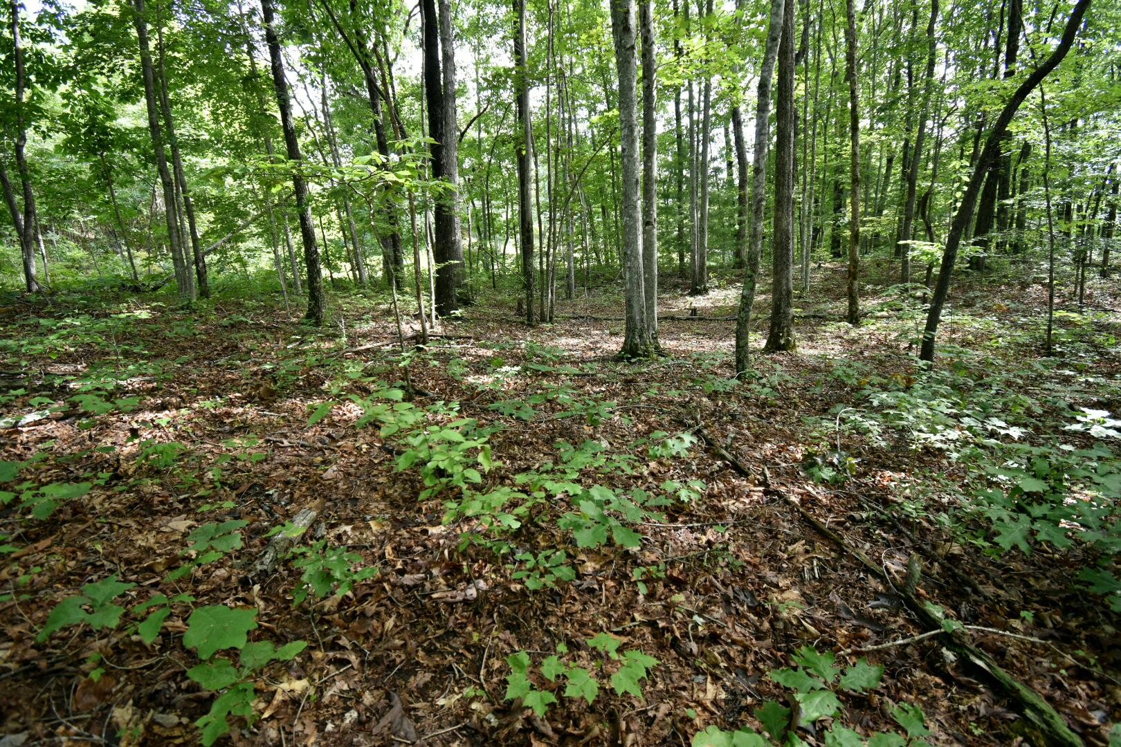 2105 Black Wolf Drive Property Photo 10