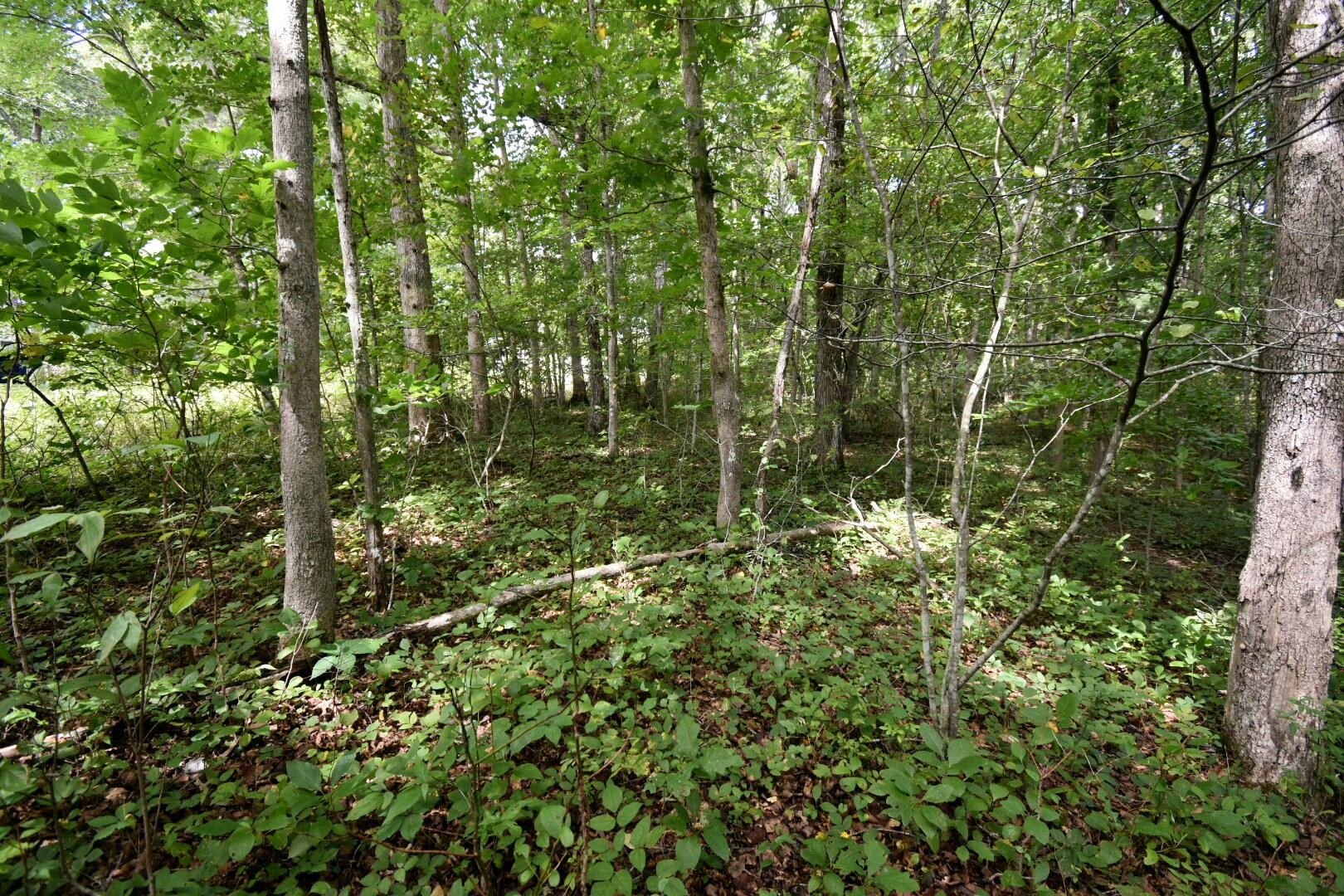 2105 Black Wolf Drive Property Photo 12
