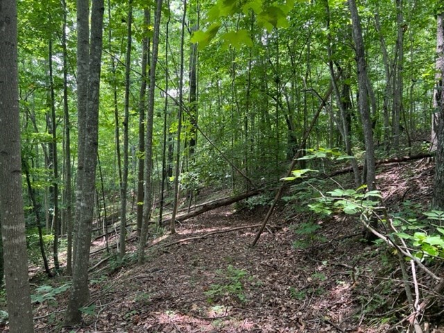 0 Skaggs Branch Rd Property Photo 7