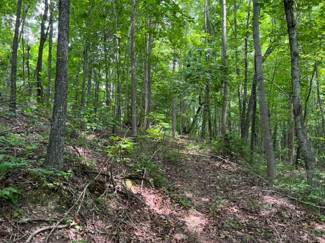 0 Skaggs Branch Rd Property Photo 8
