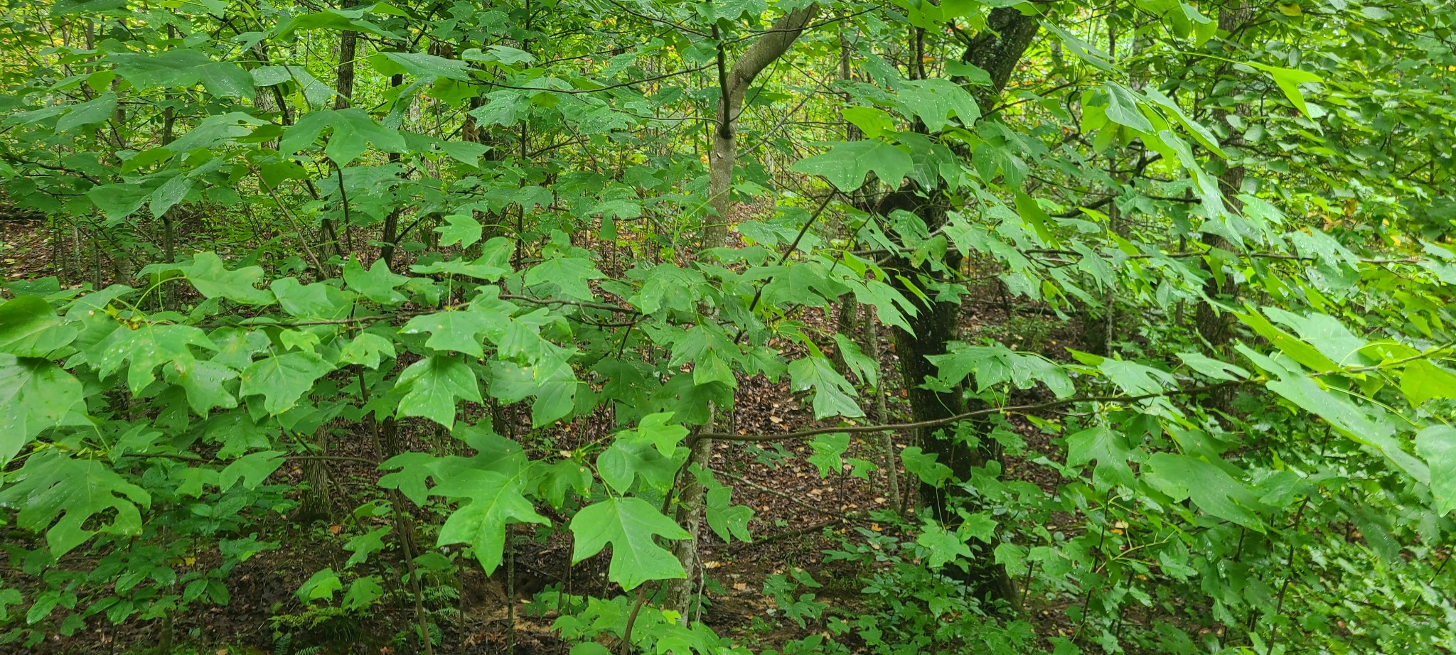 0 Deer Run Rd Property Photo 3