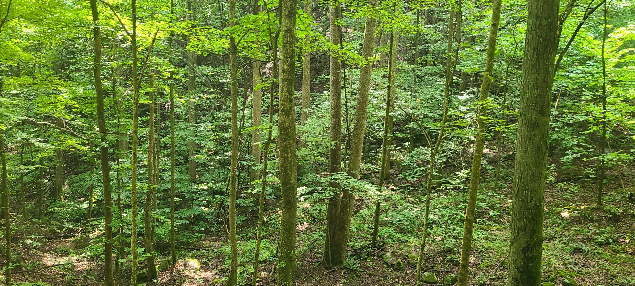 0 Deer Run Rd Property Photo 6