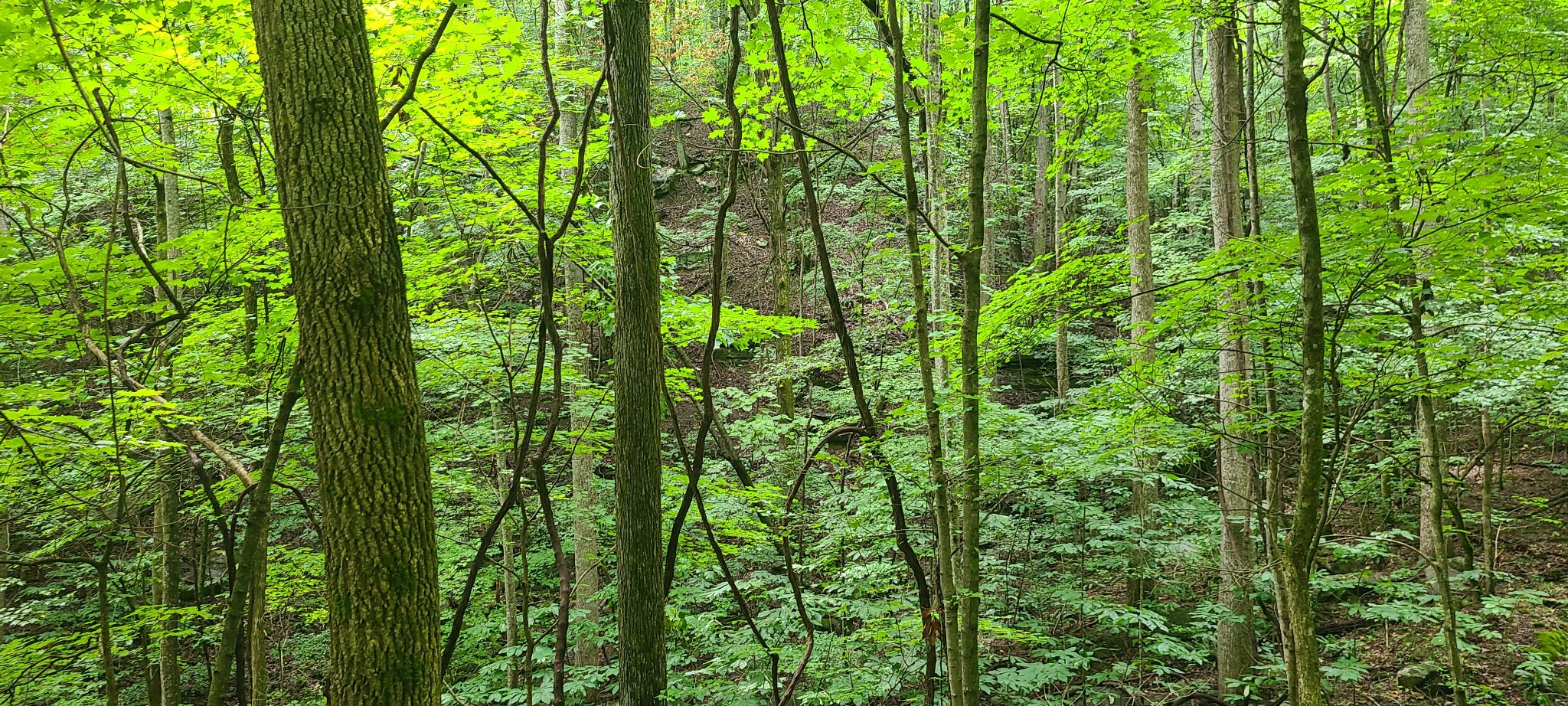 0 Deer Run Rd Property Photo 8
