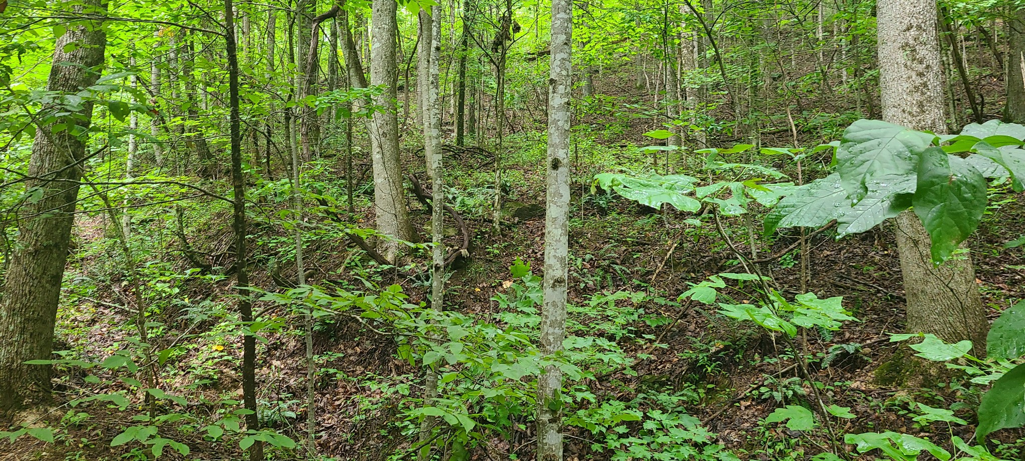 0 Deer Run Rd Property Photo 9
