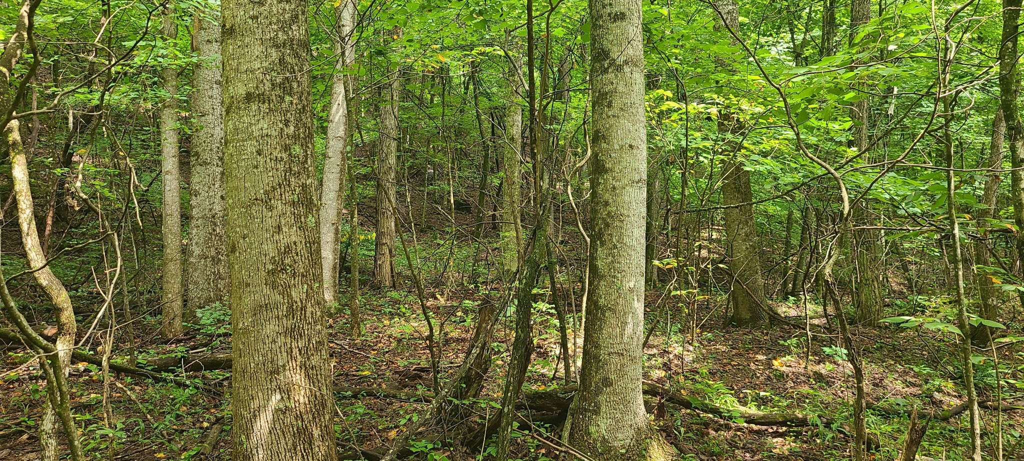 0 Deer Run Rd Property Photo 10