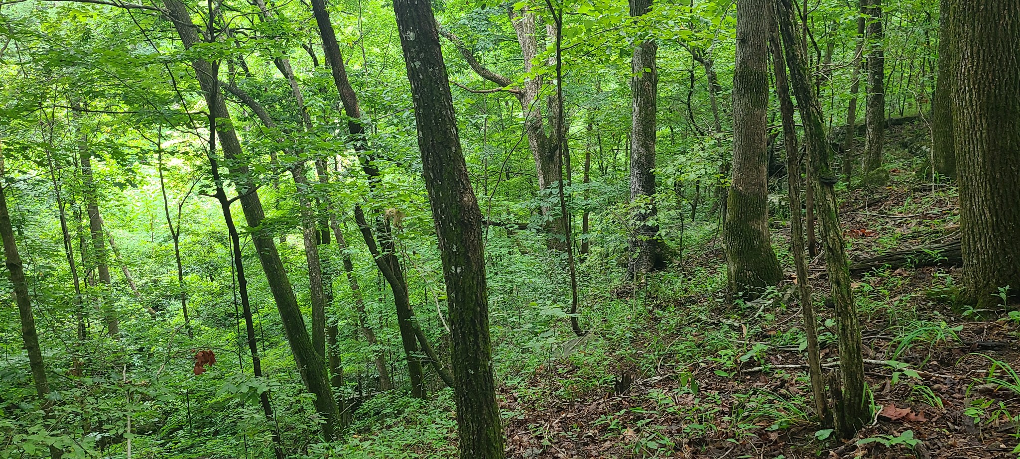 0 Deer Run Rd Property Photo 14