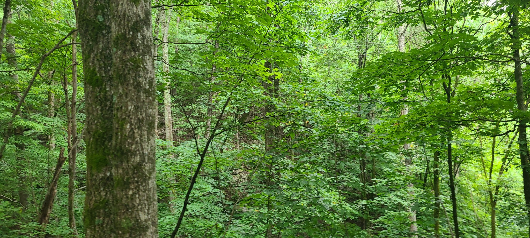 0 Deer Run Rd Property Photo 16