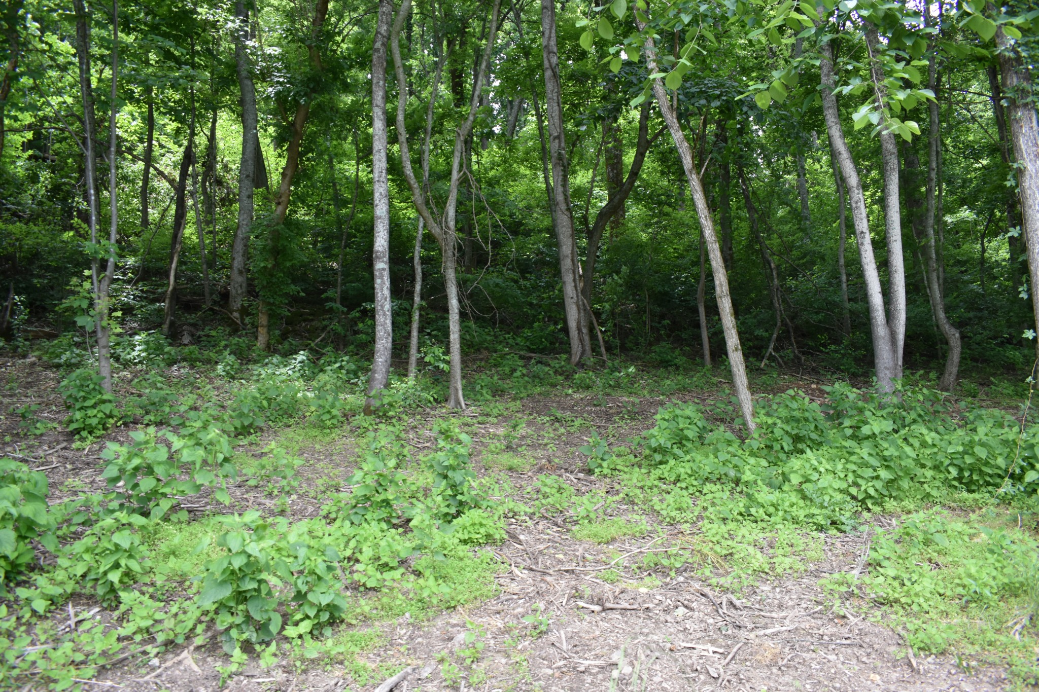 0 Turkey Creek Hwy Property Photo 1