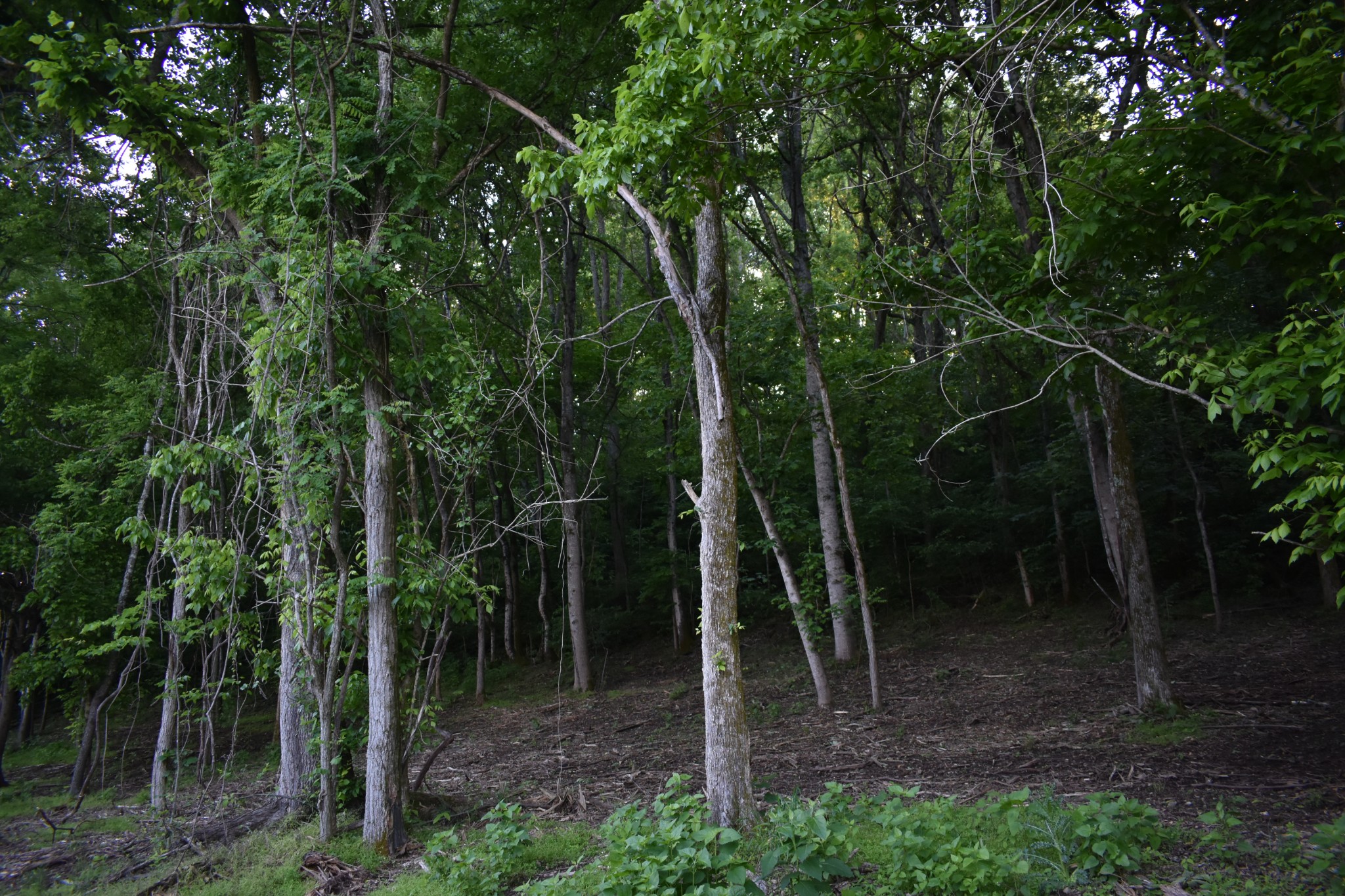 0 Turkey Creek Hwy Property Photo 2