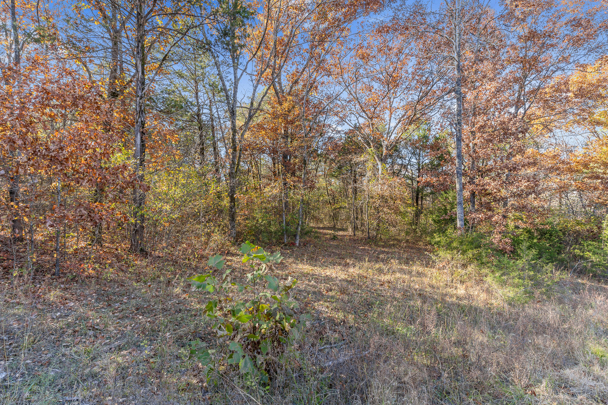 000 Wooded View Drive Drive Property Photo