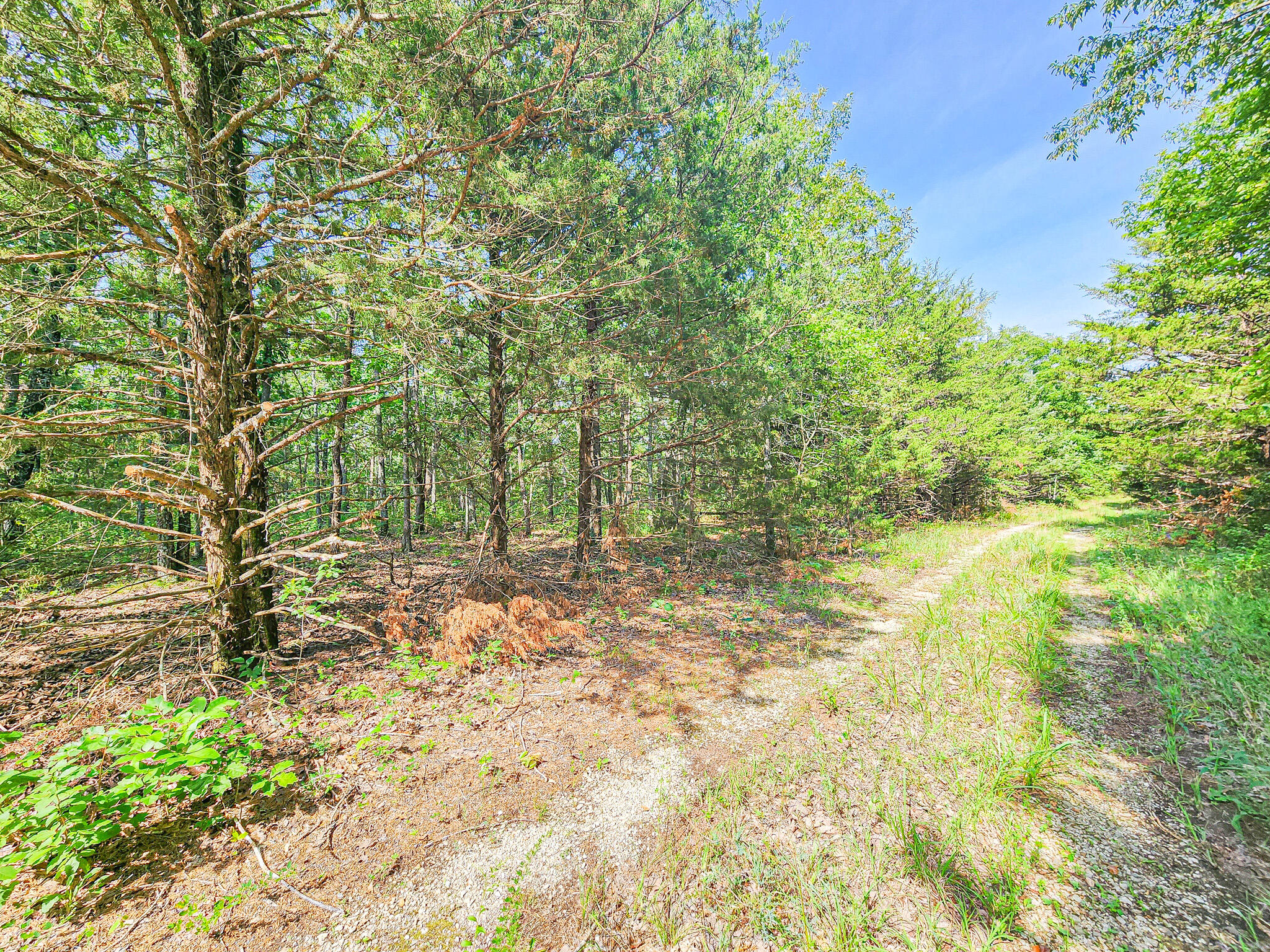 Lot 91 Buck Mountain Property Photo