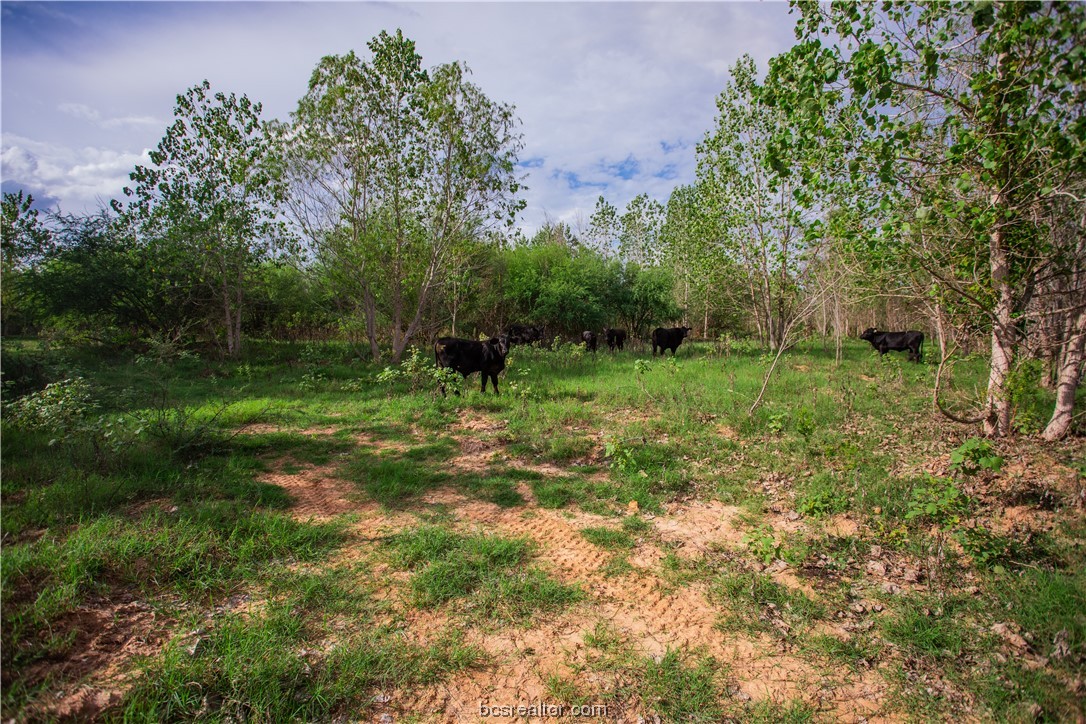 2401 Brazos River Lane Property Photo 26