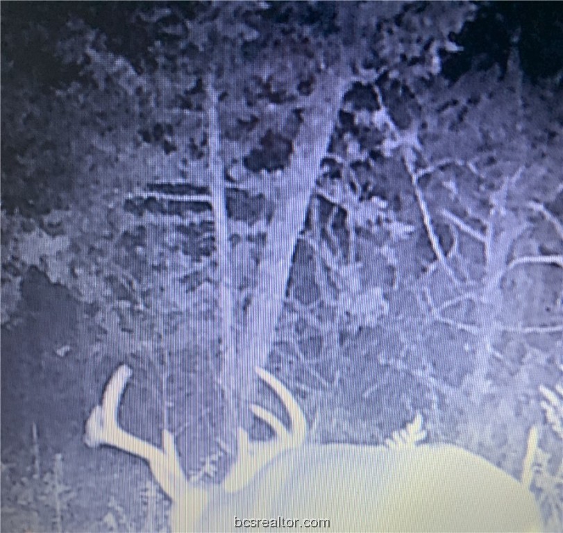38.28 Ac Pr 5787 Fm 937 Off Road Property Photo 4