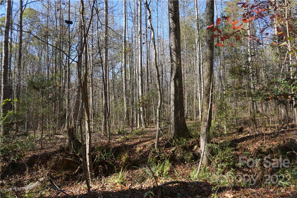 10.64 Ac Burree Road 6 Property Photo 7